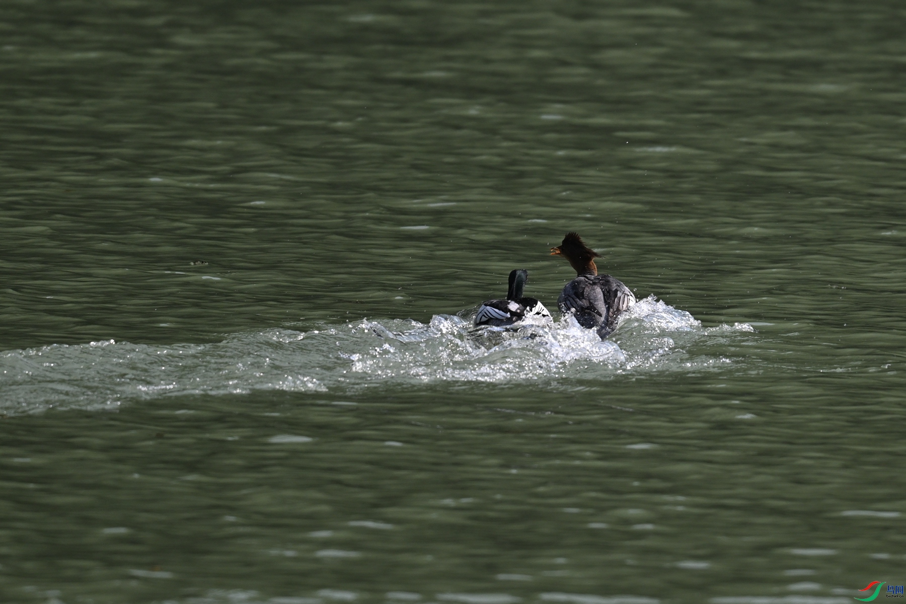 DSC_7375.JPG