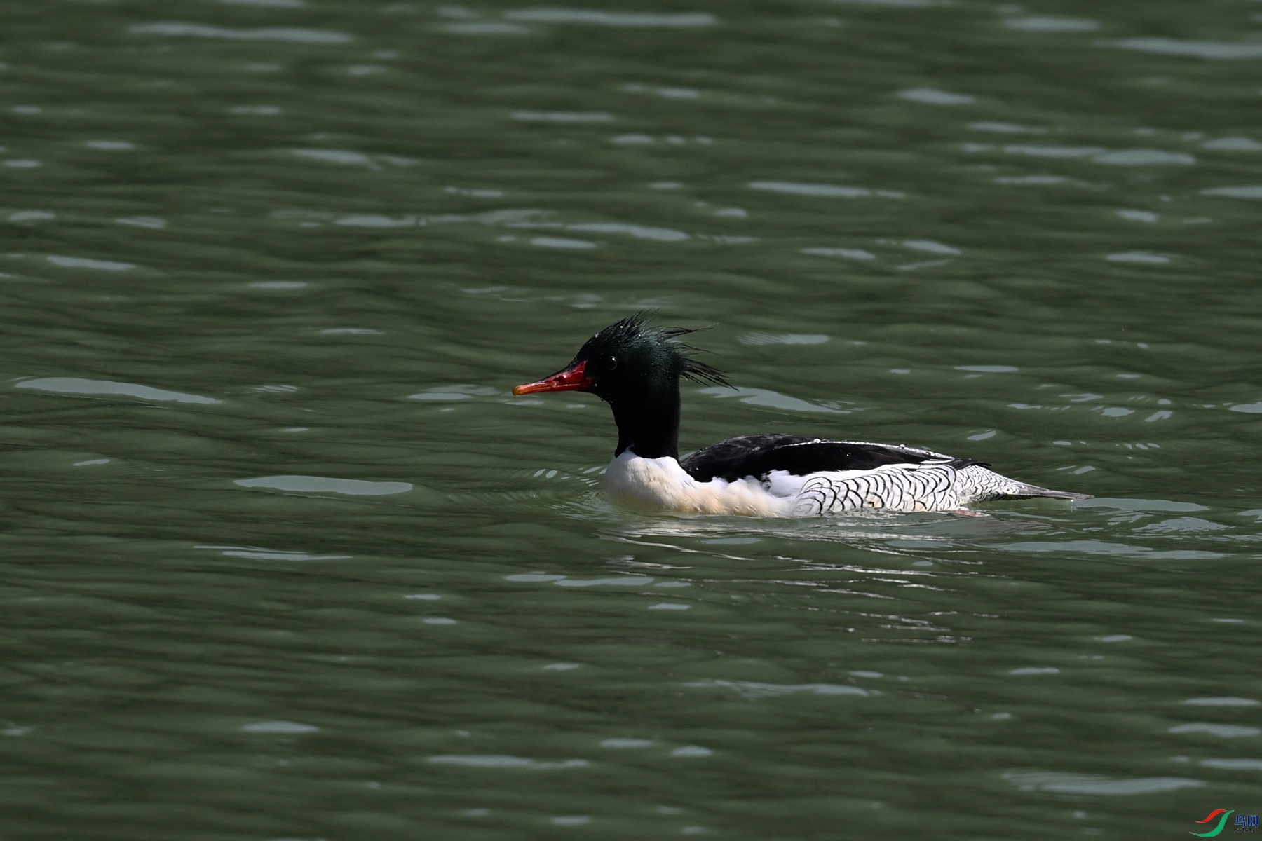 DSC_7393.JPG