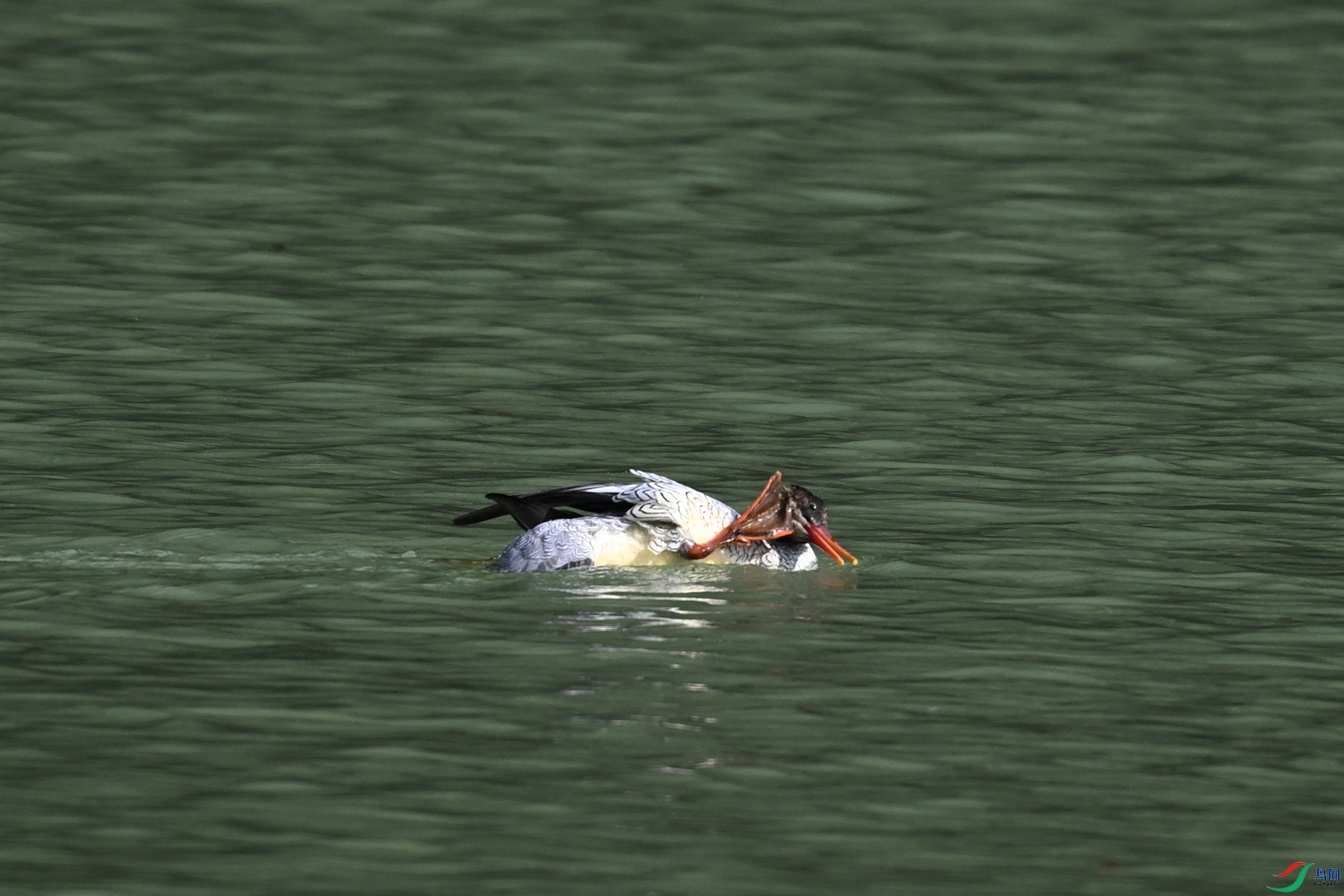 DSC_7392.JPG