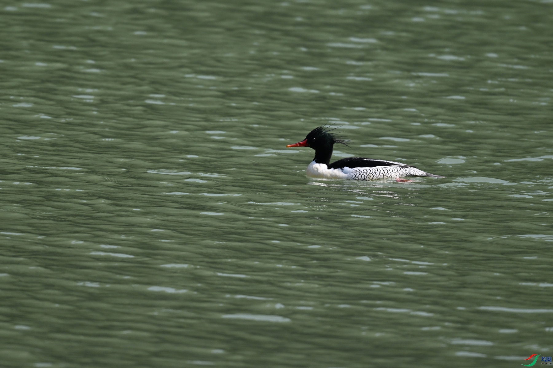 DSC_7402.JPG