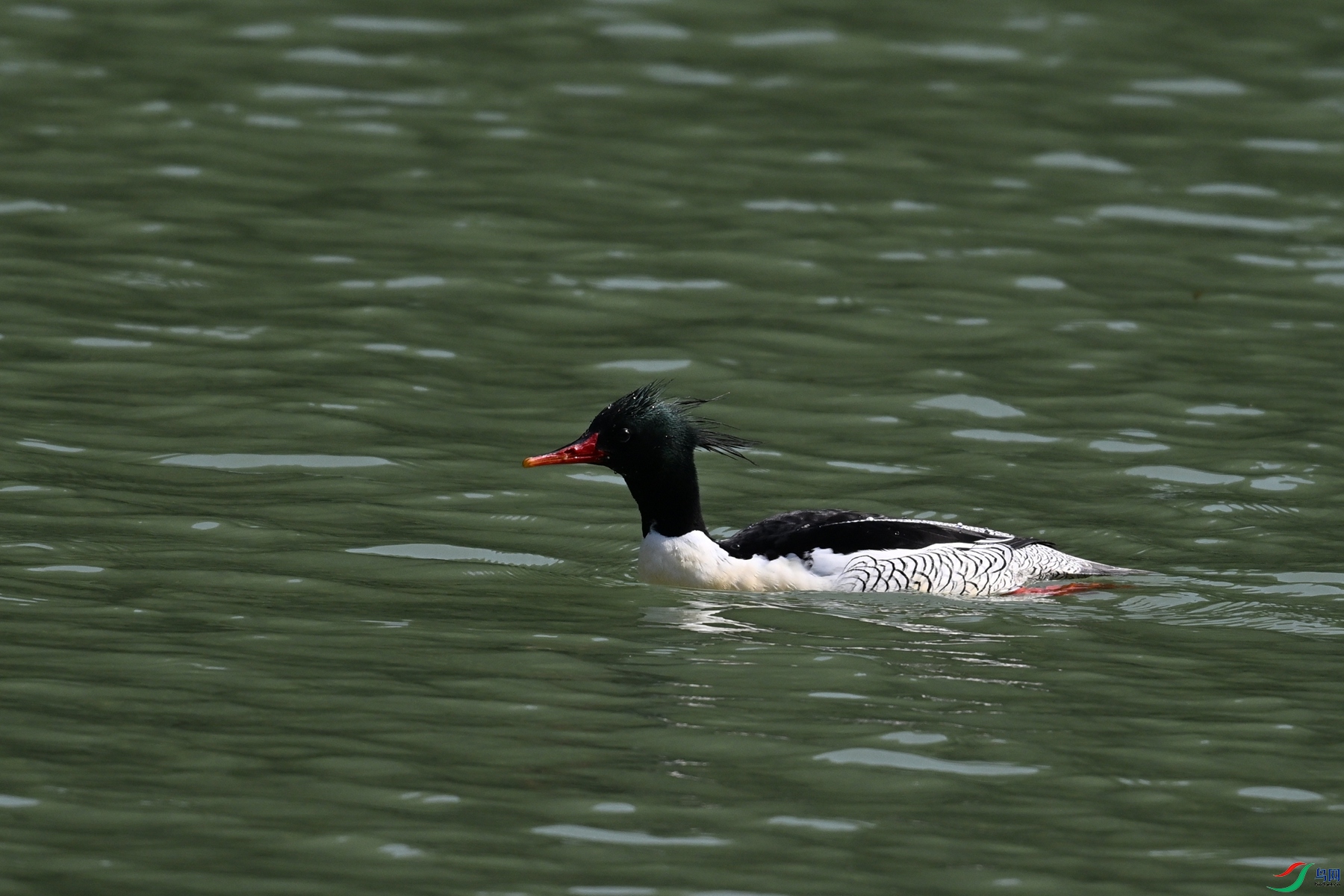DSC_7396.JPG