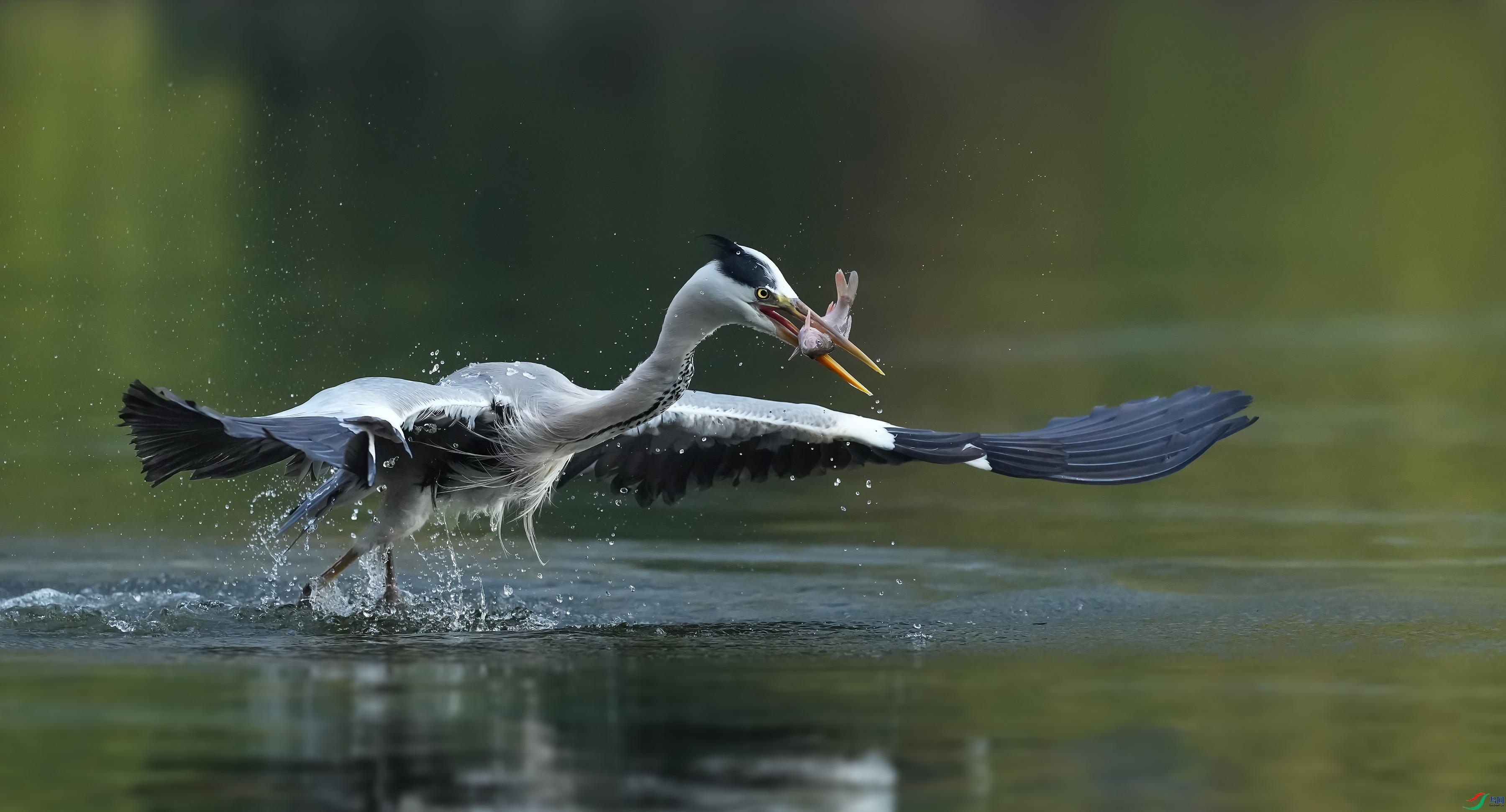 DSC02767 ����.jpg