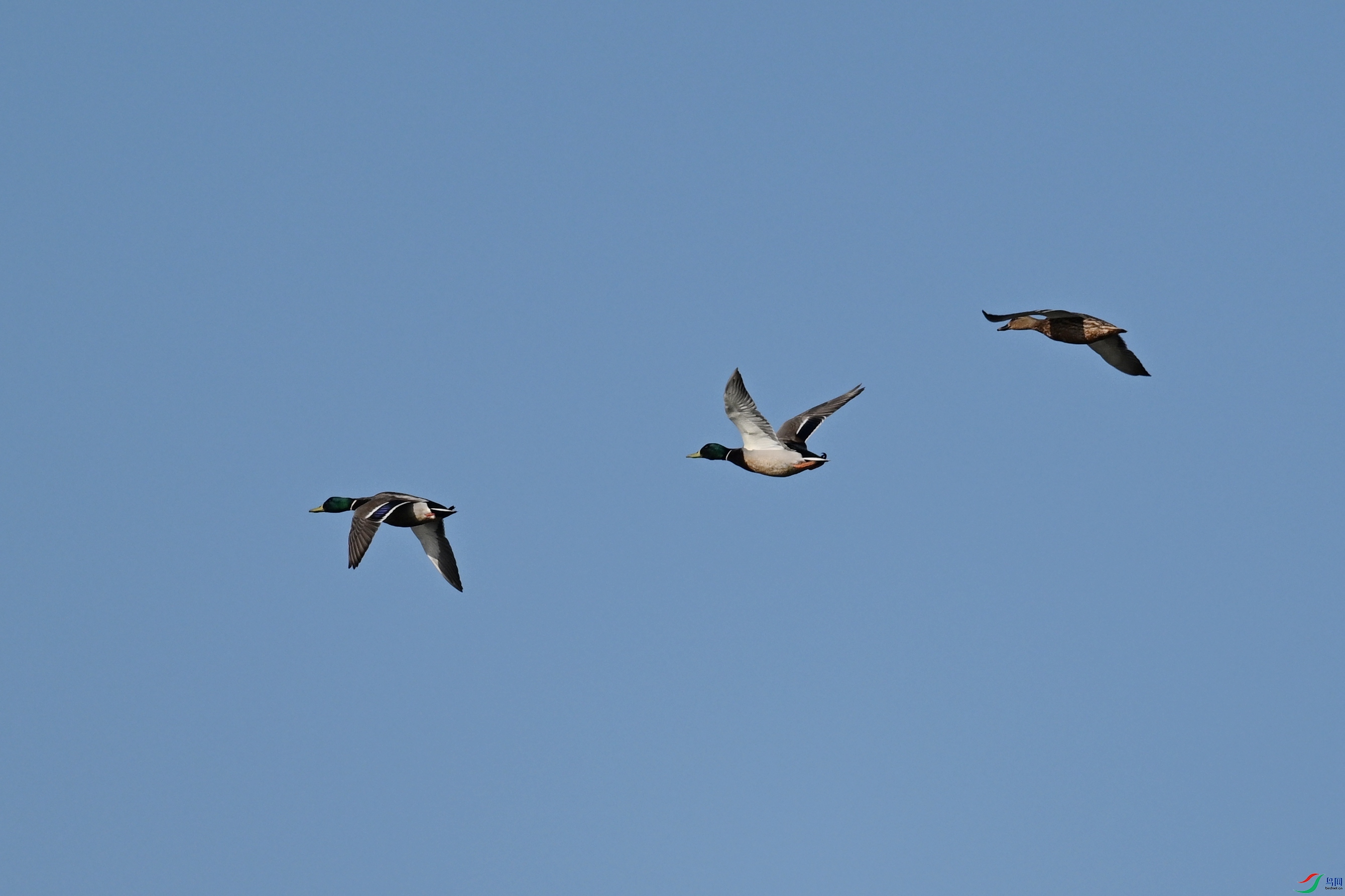 DSC_8439.JPG