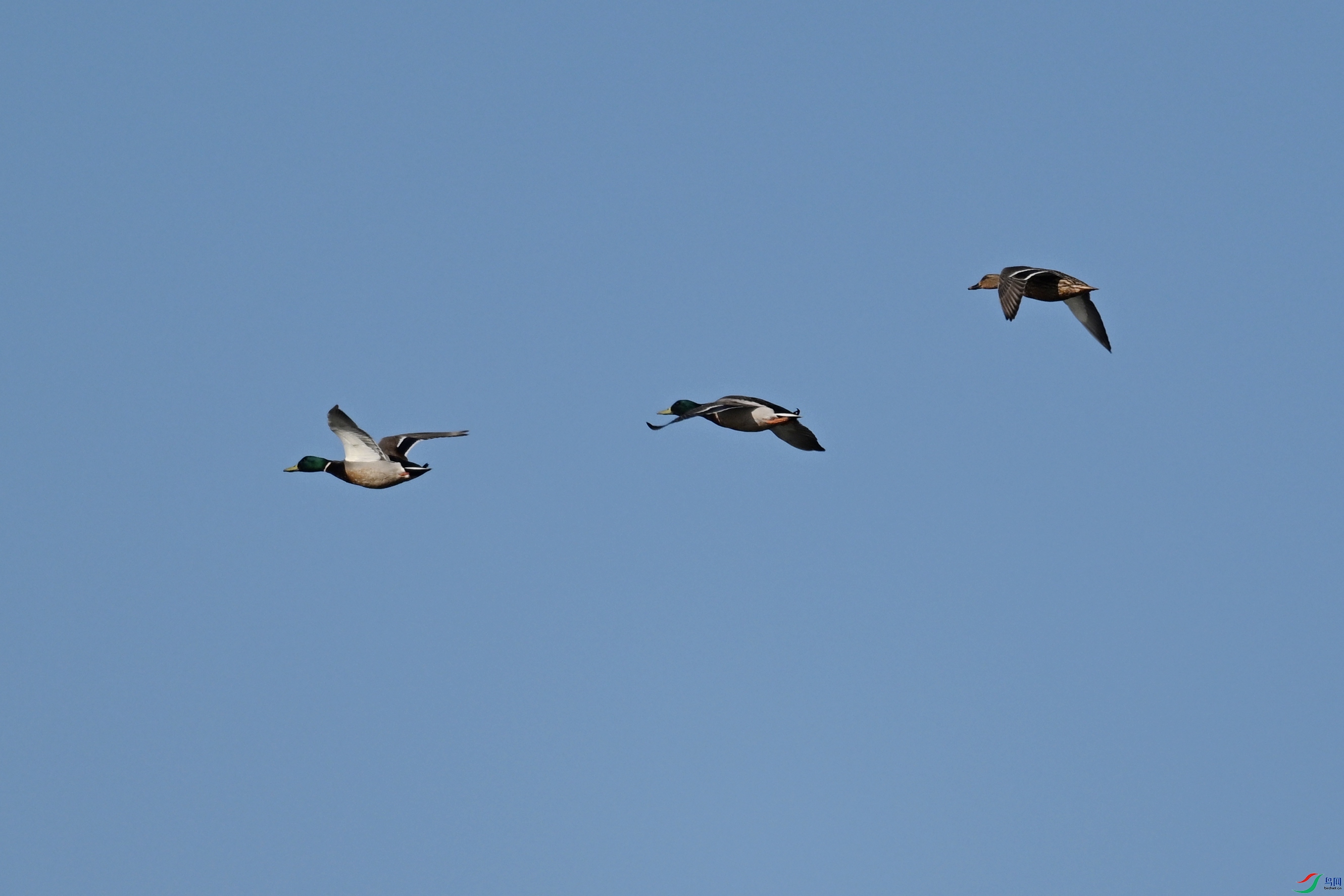 DSC_8440.JPG