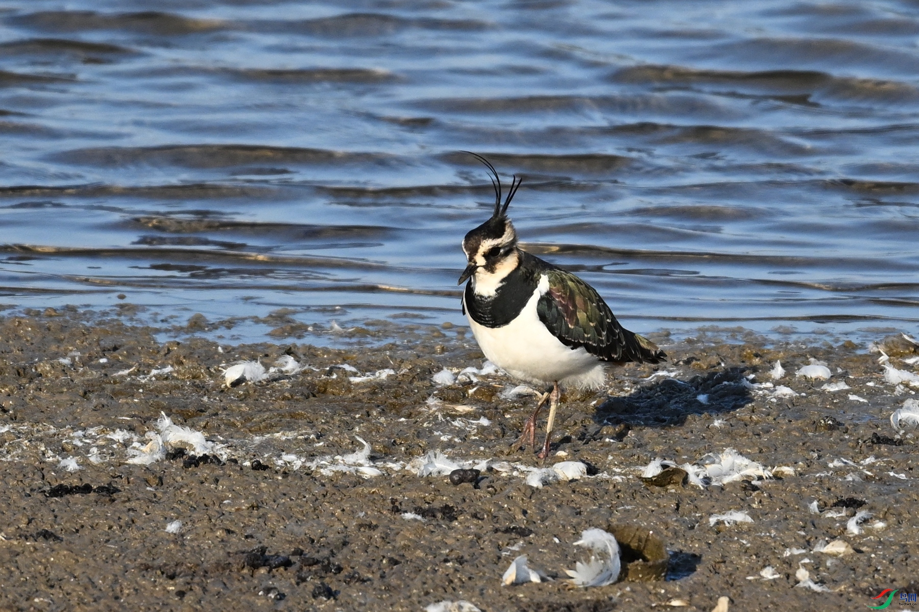 DSC_8703.JPG