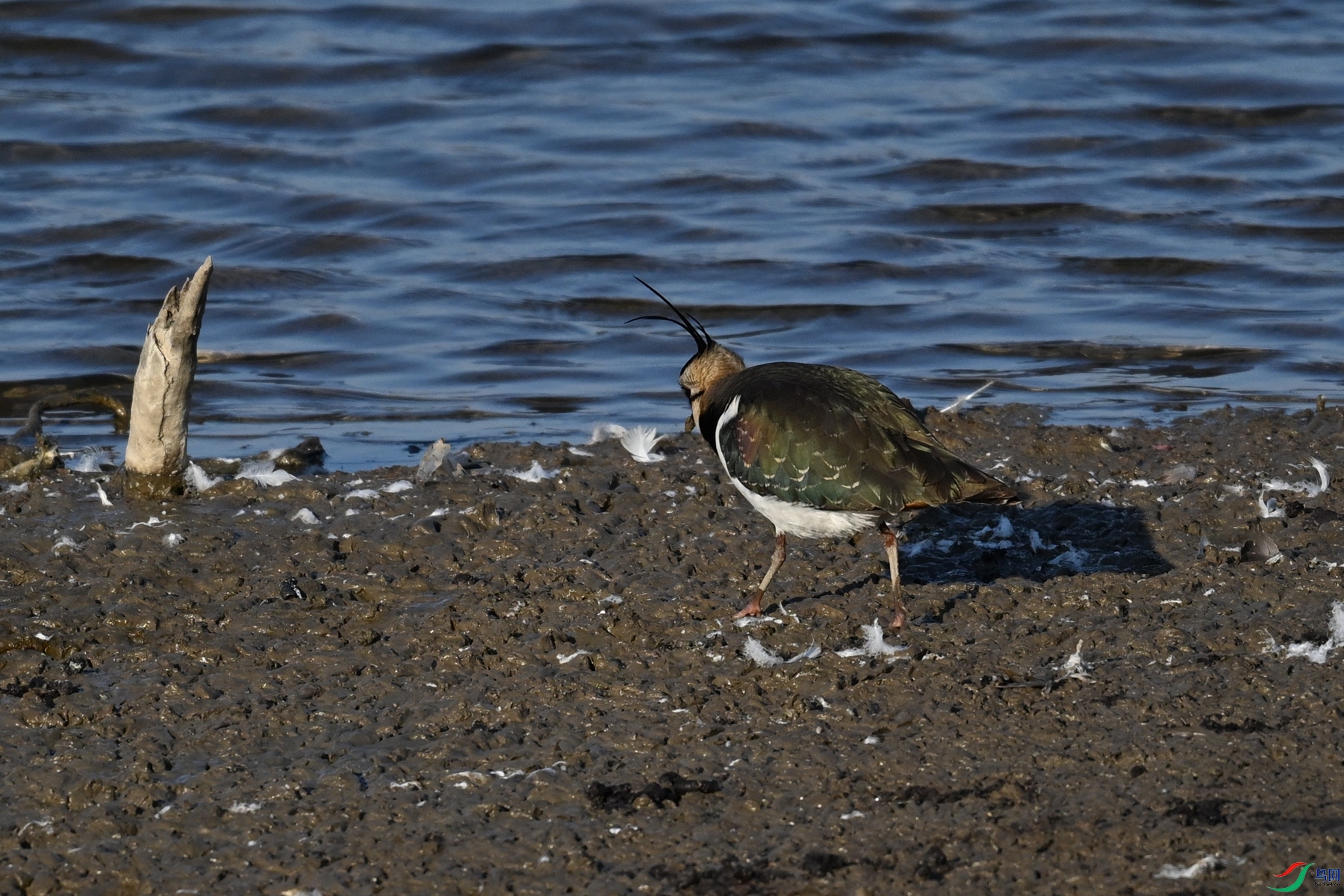 DSC_8707.JPG