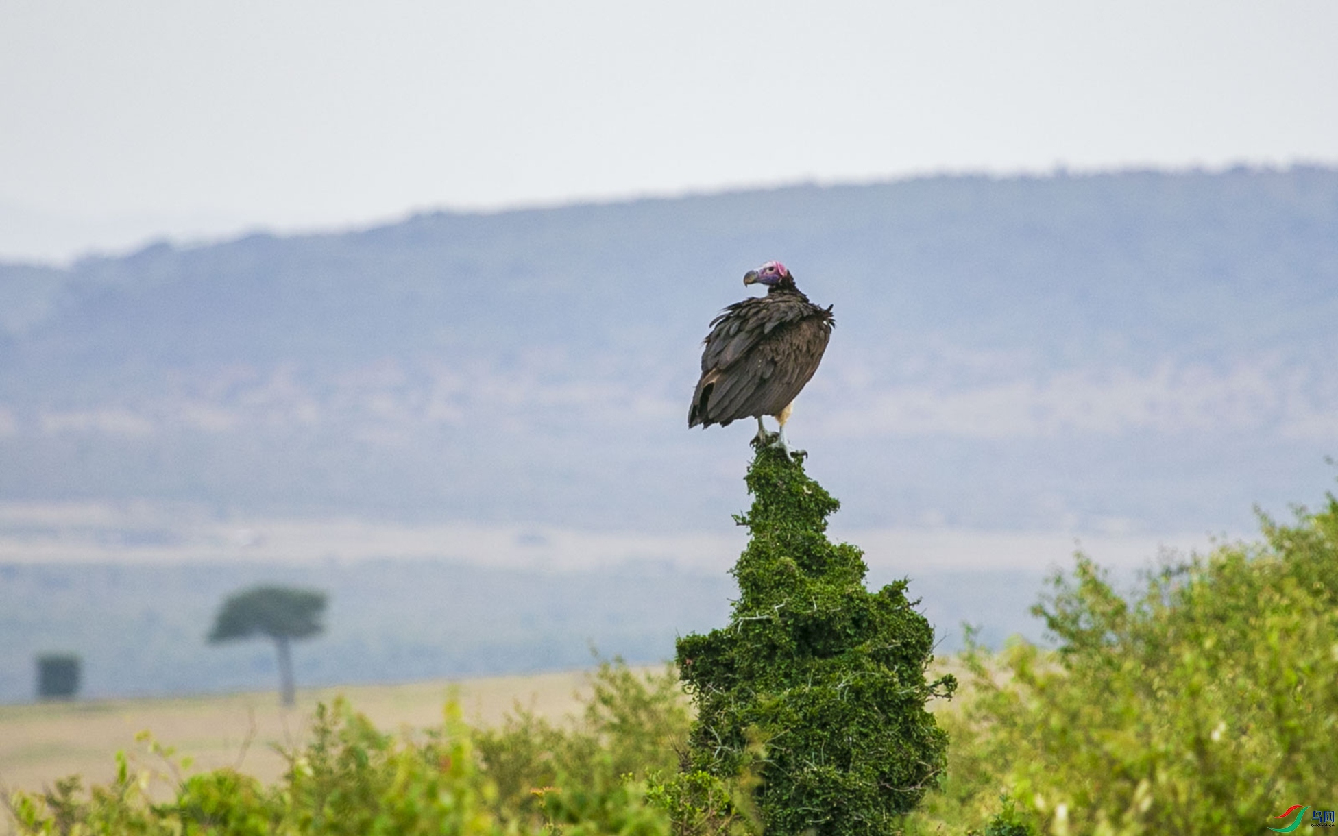 ����ͺ��