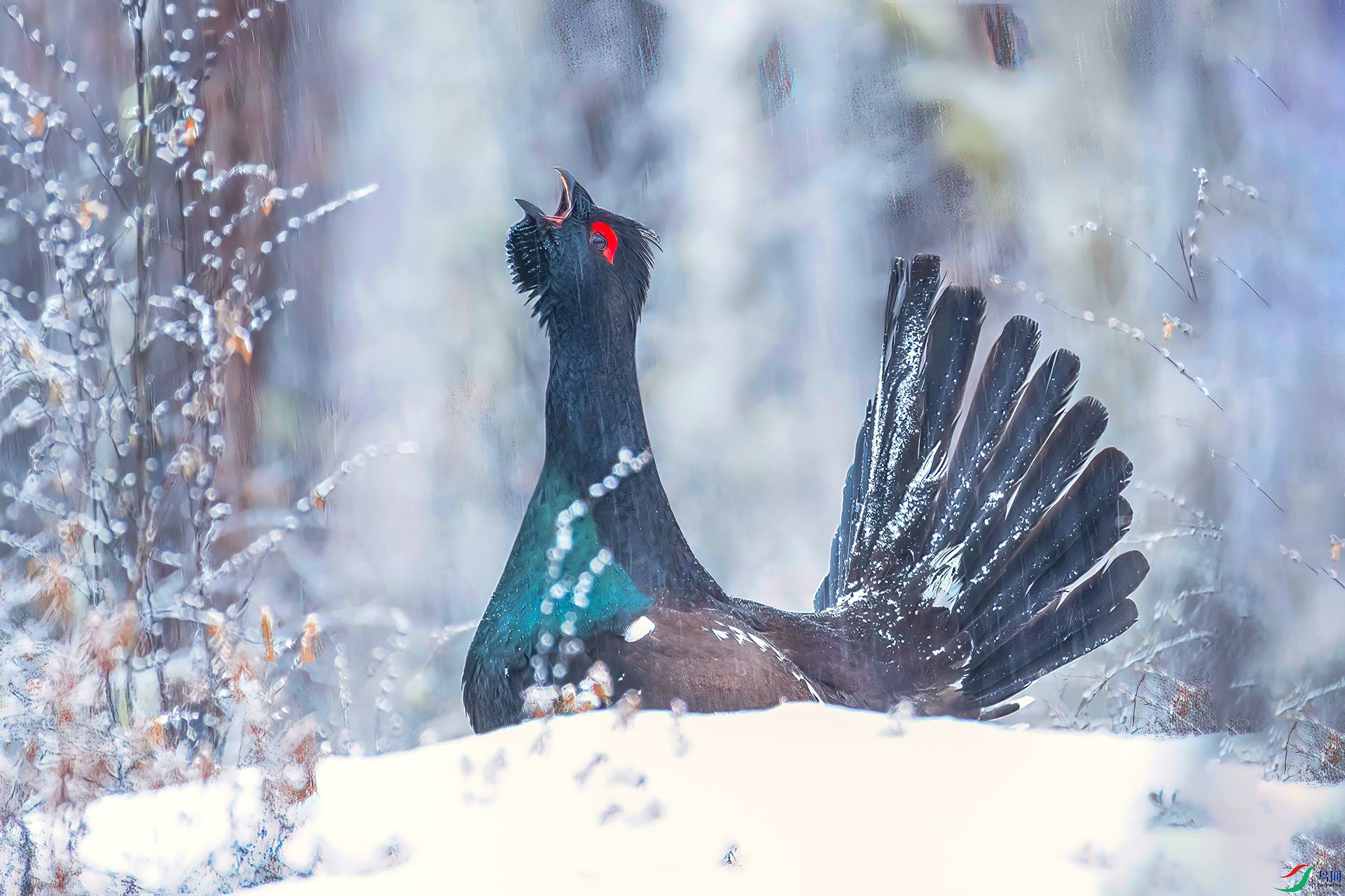 060A0866 ����-Sh----1 .jpg