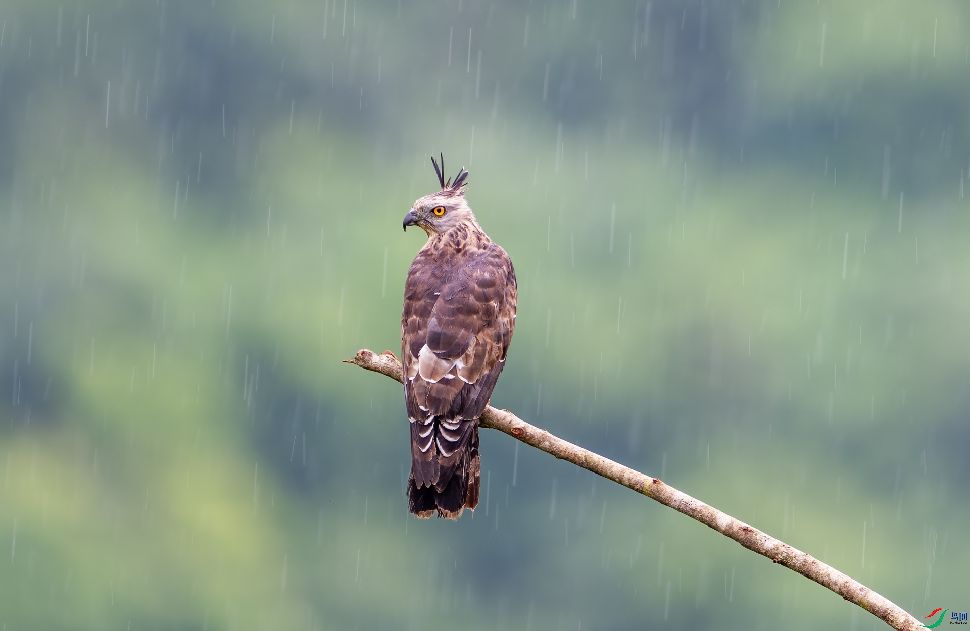DSC_3294-1.jpg