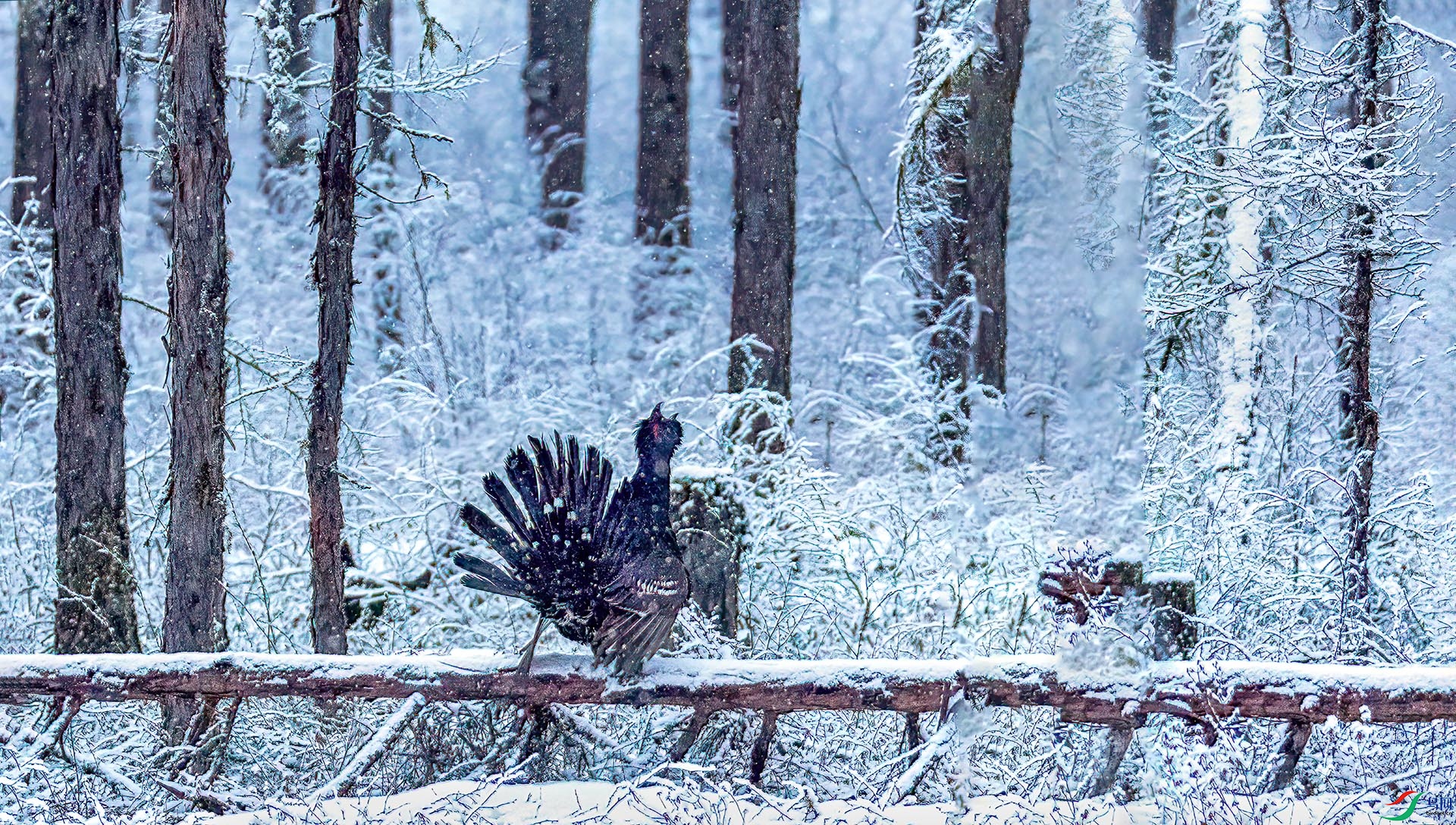 060A9220 ����-Sh----1 .jpg