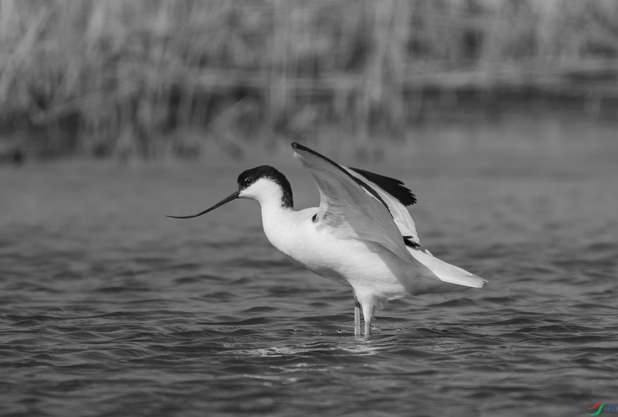 DSC00326 ����_����.jpg