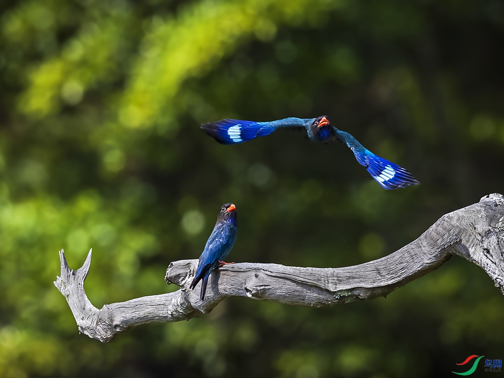 _L4I9414-����ǿ-NR������-Ŀ�� ����.jpg