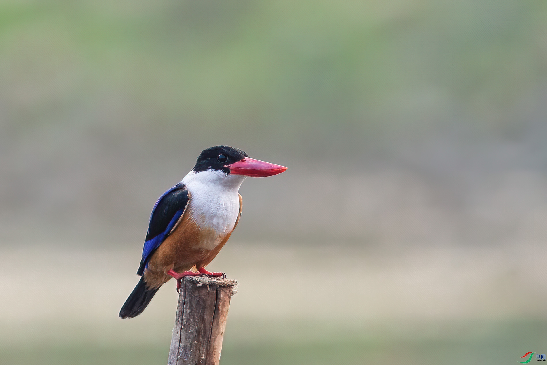 AQ4P1436-1.jpg