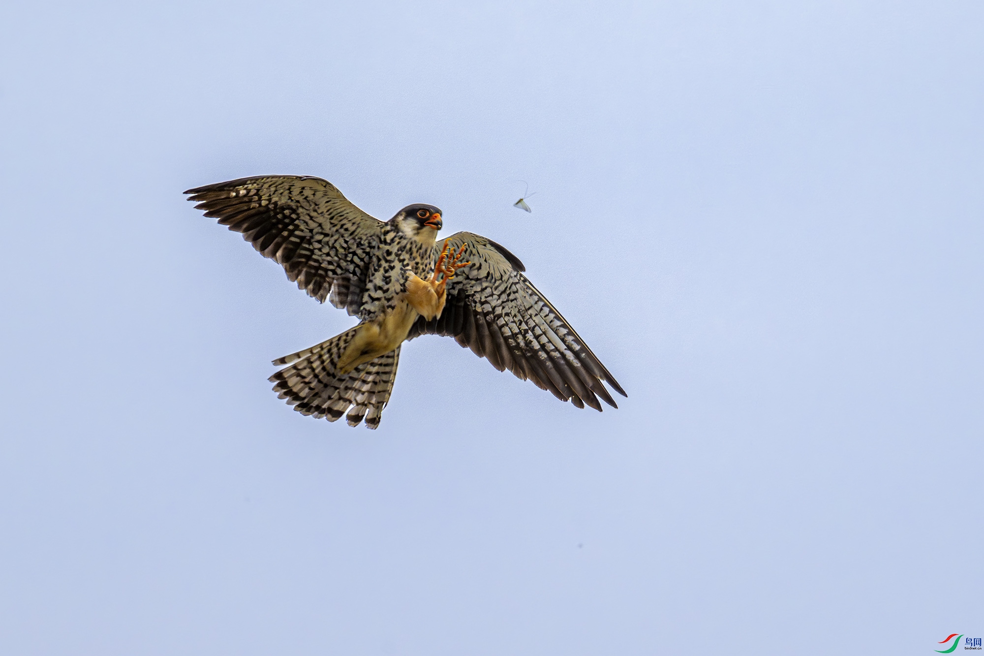 _DSC9127bb.jpg