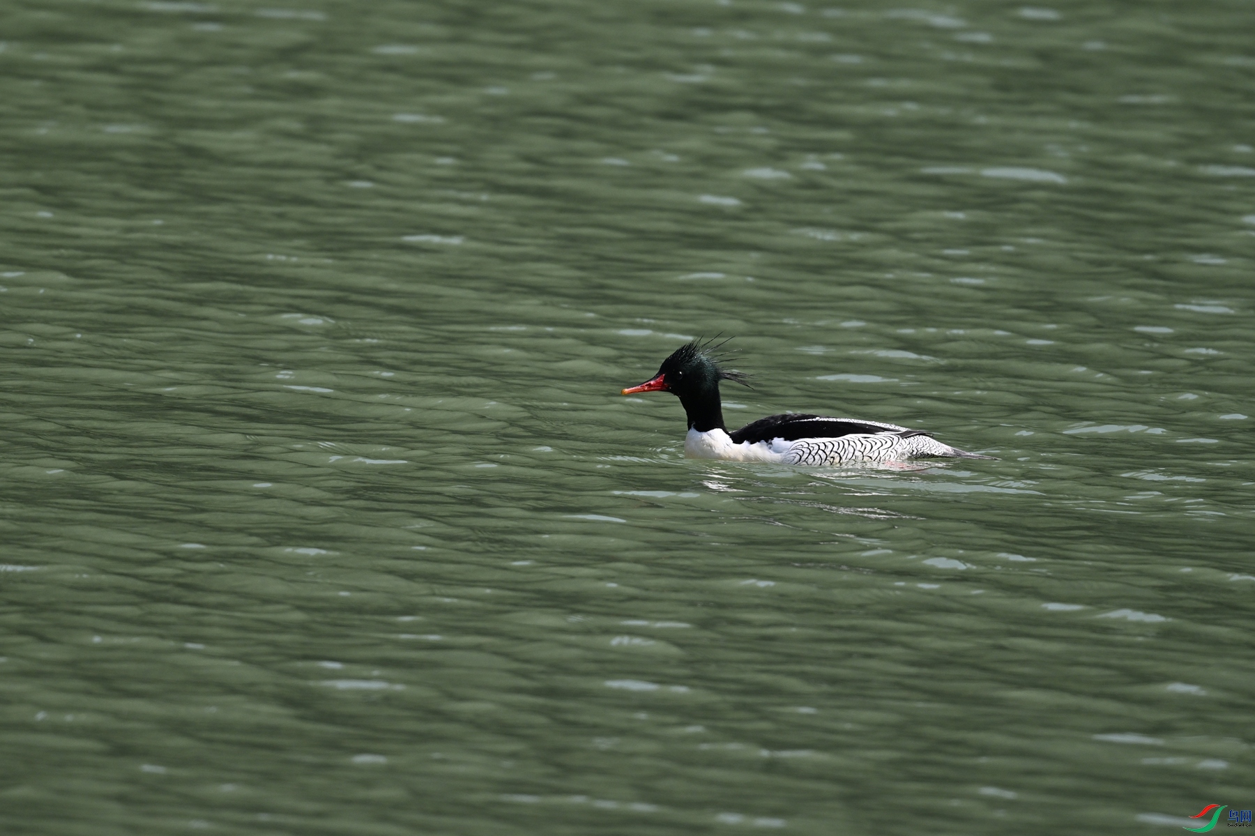 DSC_7404.JPG