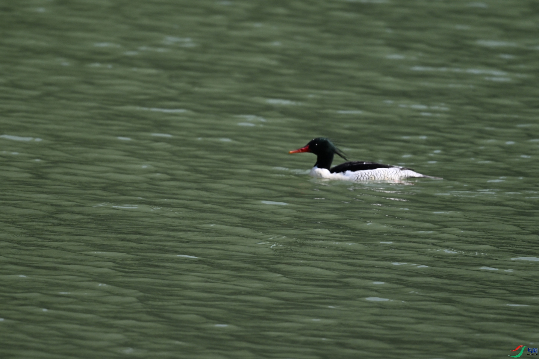 DSC_7407.JPG