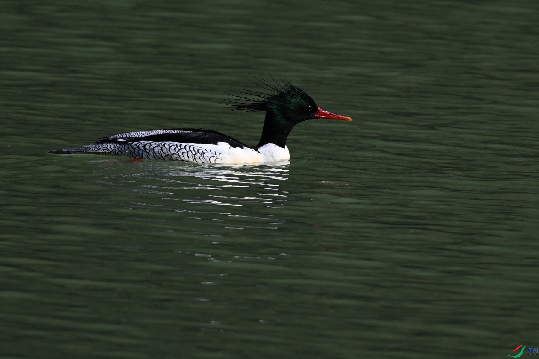 DSC_7422.JPG