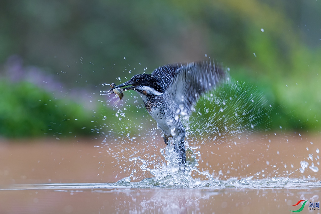 hbgsR3250410 (1336).jpg