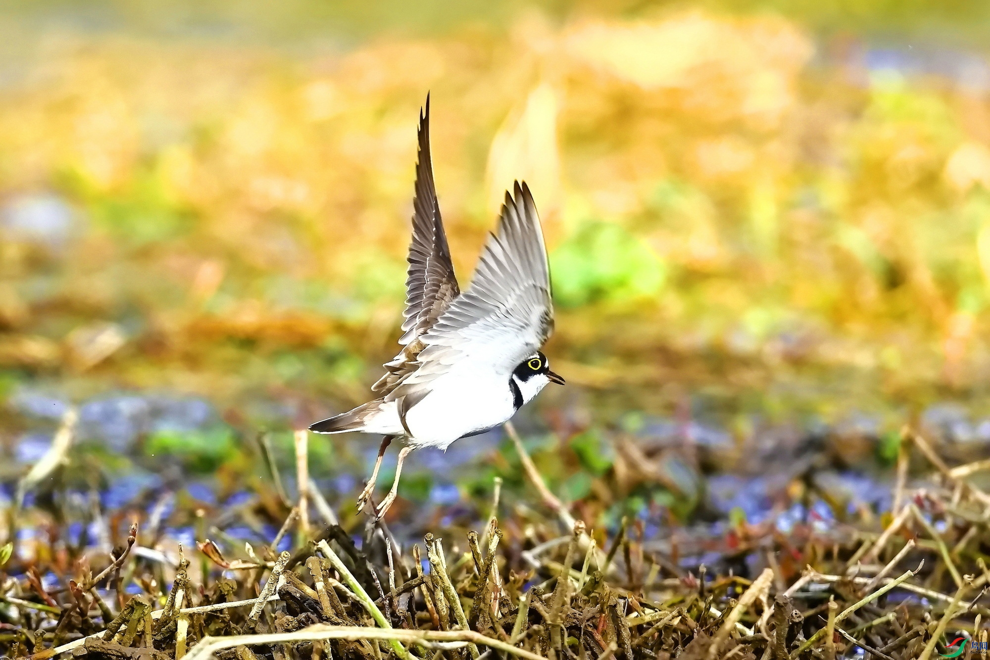 IMG_8311-1.JPG