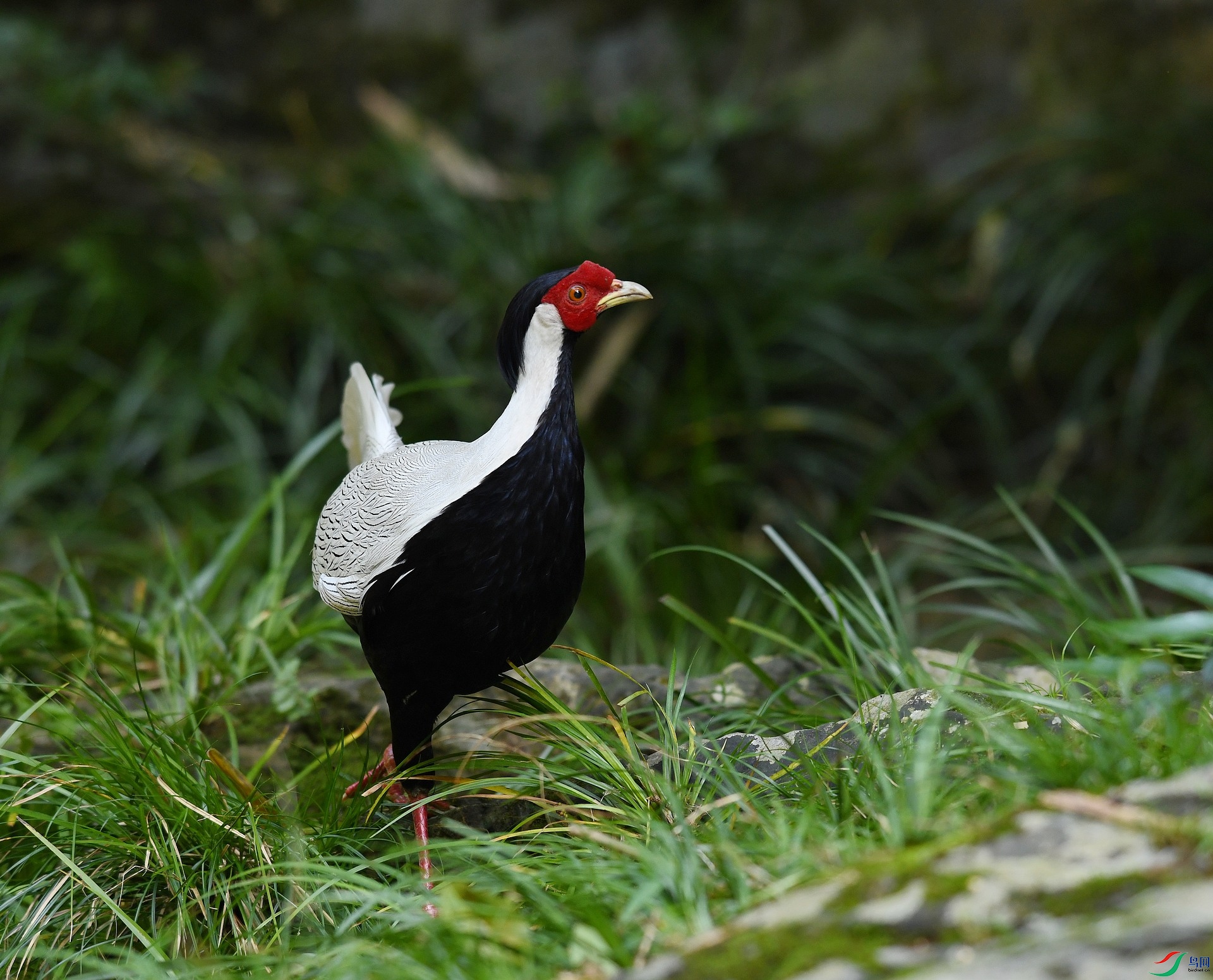 DSC_7526.jpg