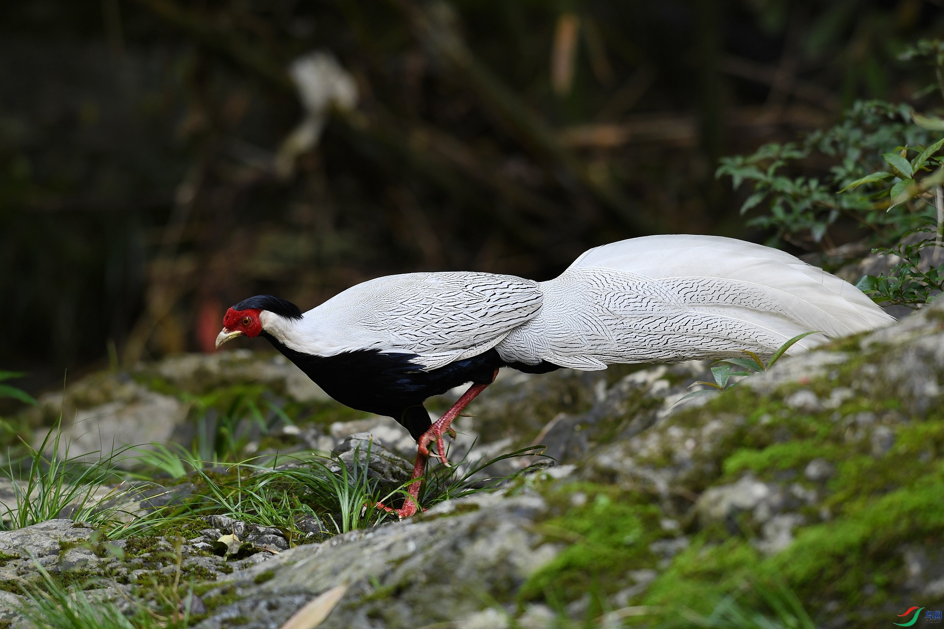 DSC_7514.jpg