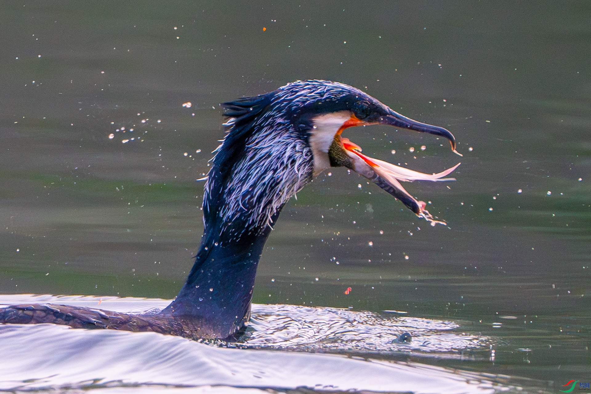 DSC00312-����ǿ-NR ����.jpg