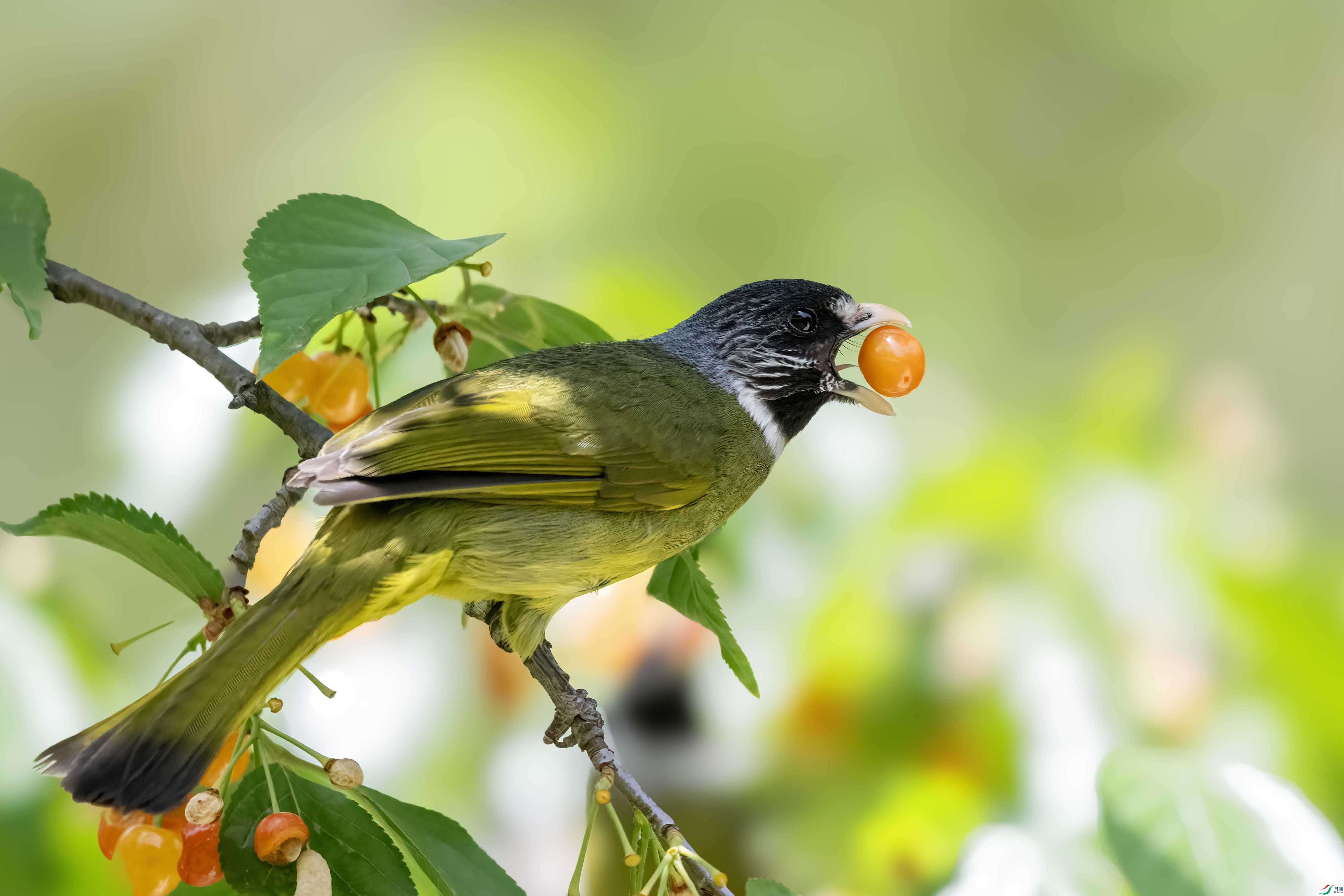 DSC_5039 ����.jpg