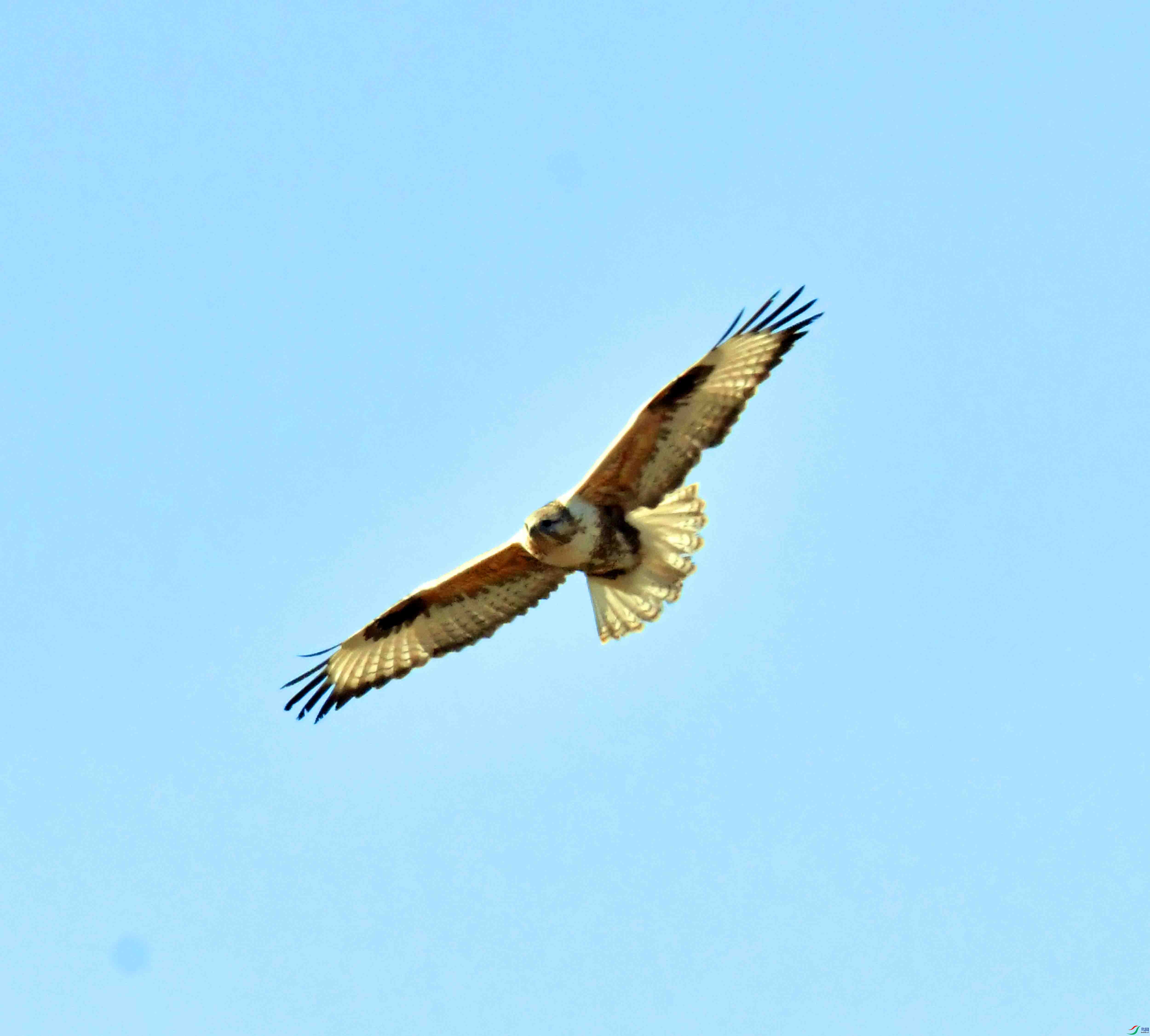 DSC_9503.JPG