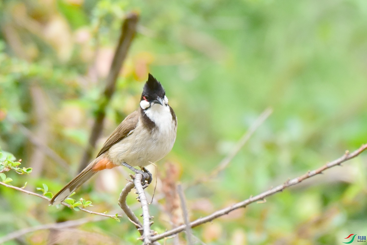DSC_2785.JPG