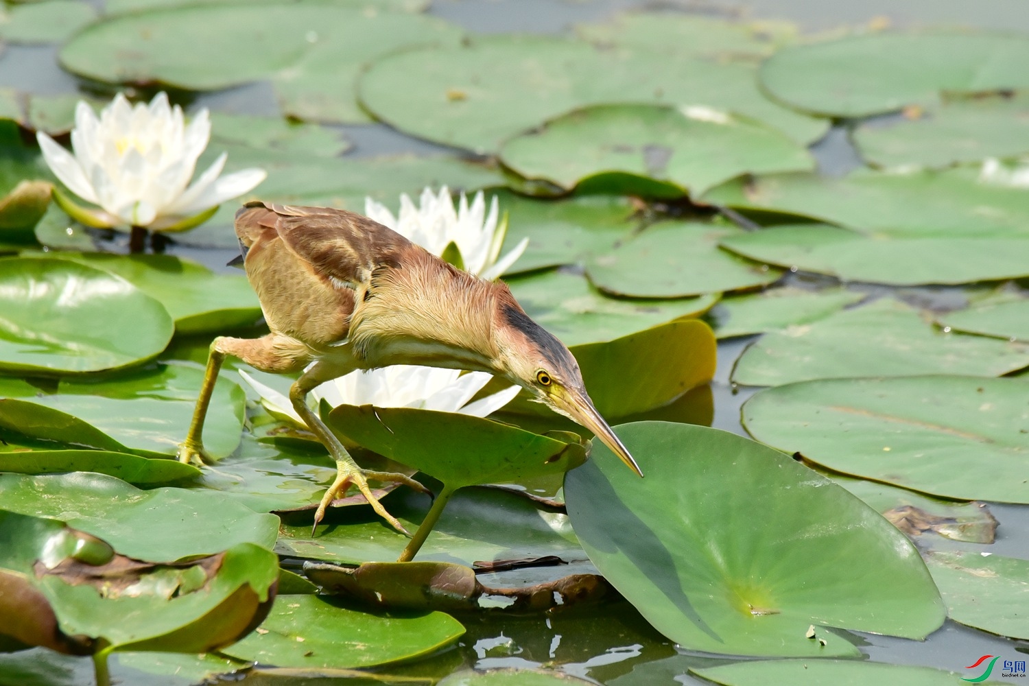 DSC_9062.JPG