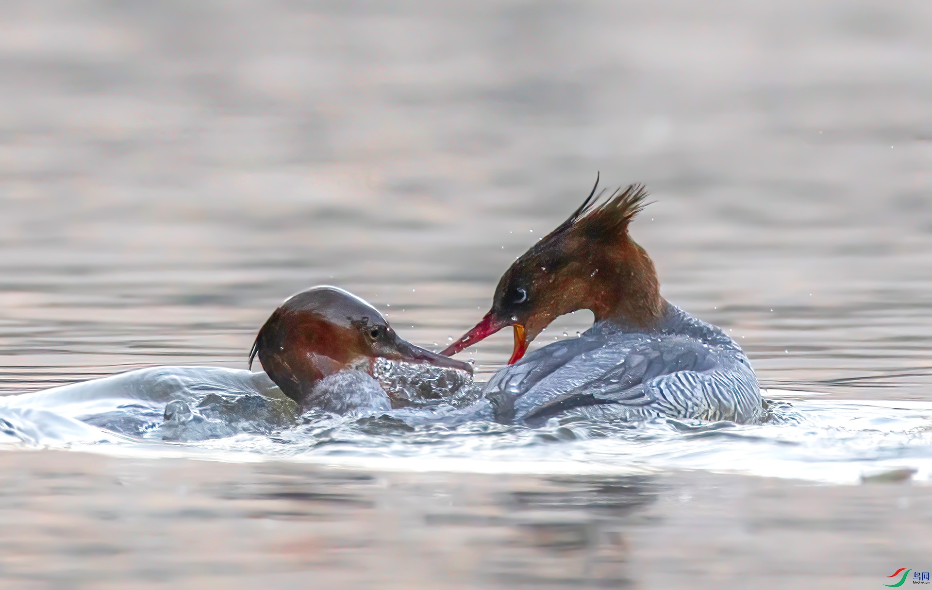 _60A8296 ����-Sh---1 .jpg