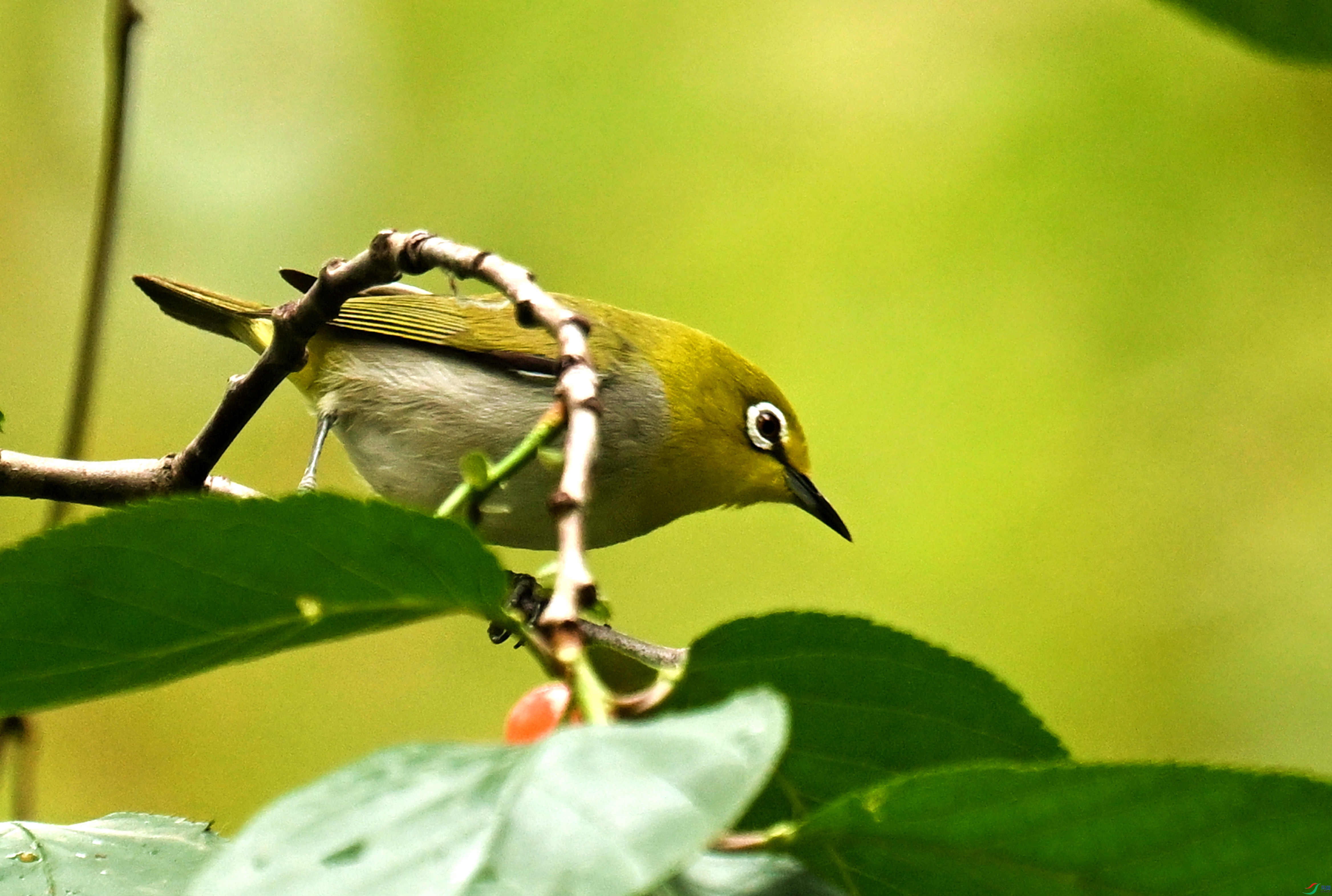 DSC_0105.JPG