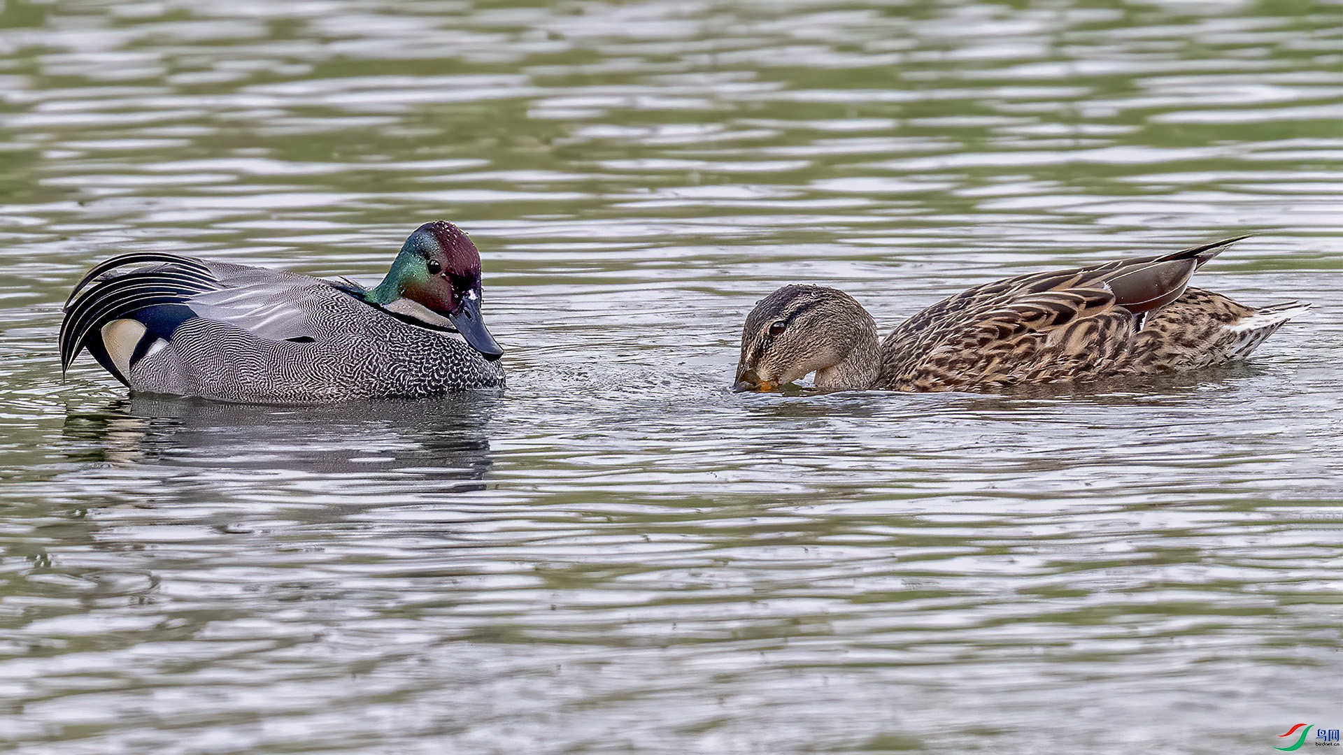 DSC_0206-.jpg