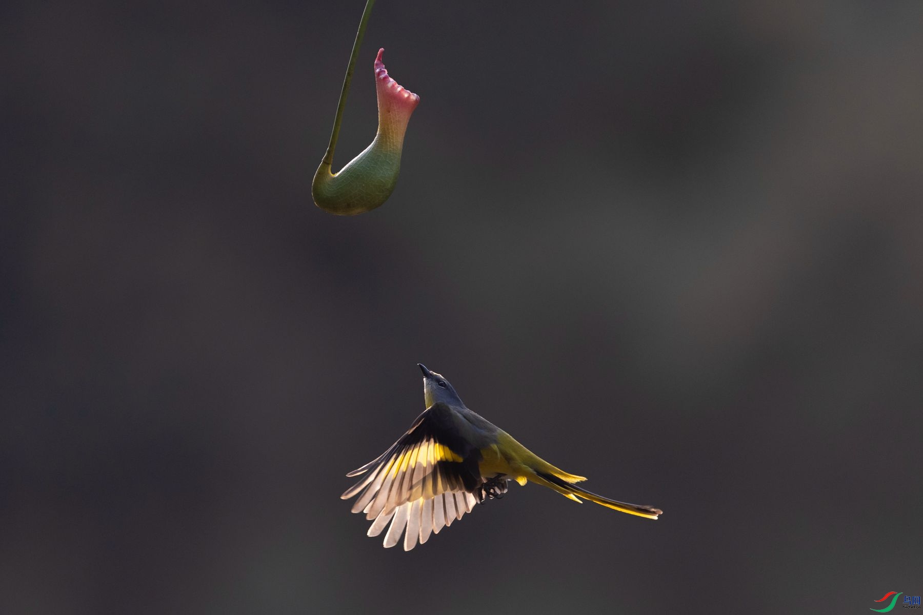 ���ɽ����