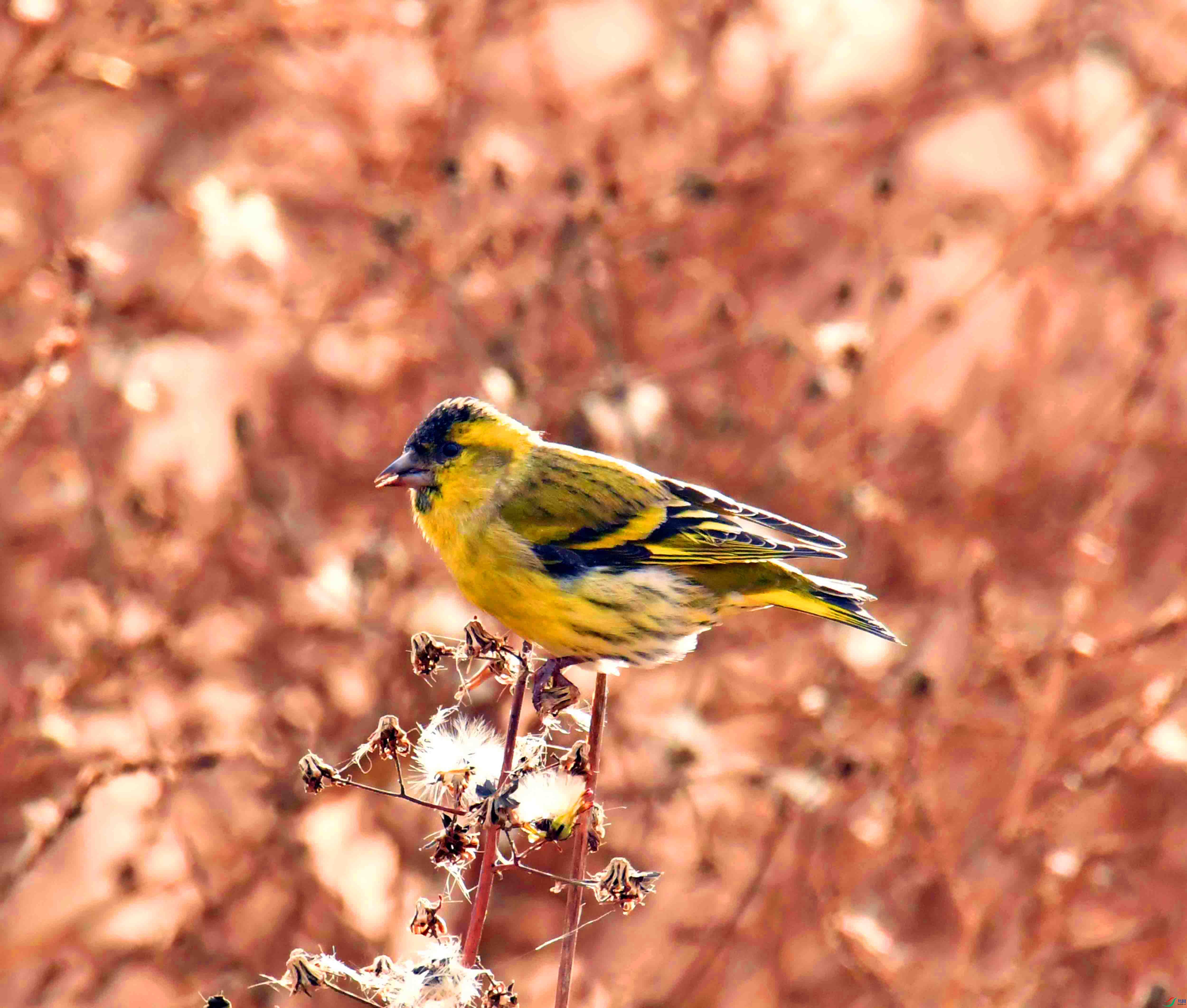 DSC_7339.JPG
