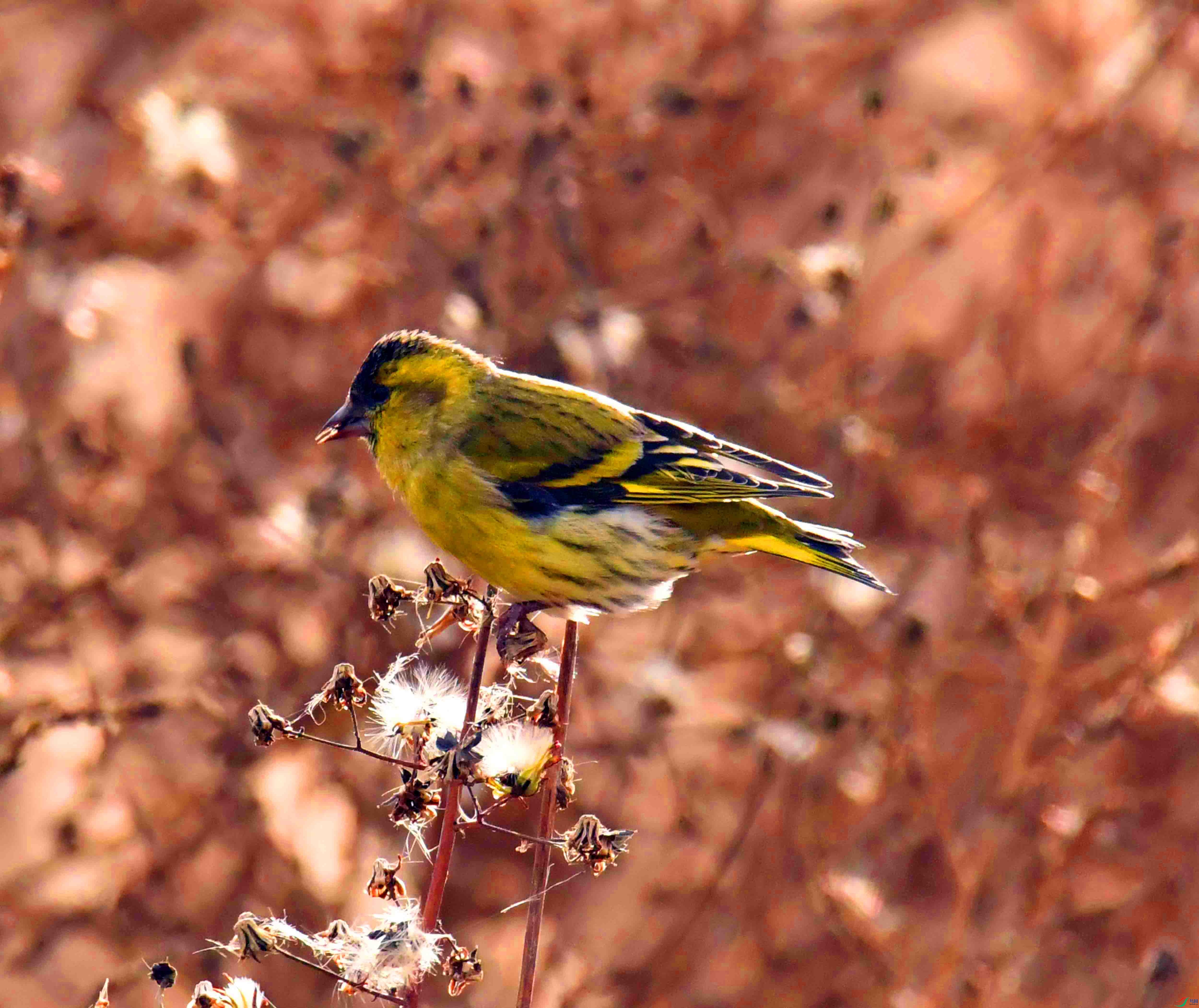 DSC_7338.JPG