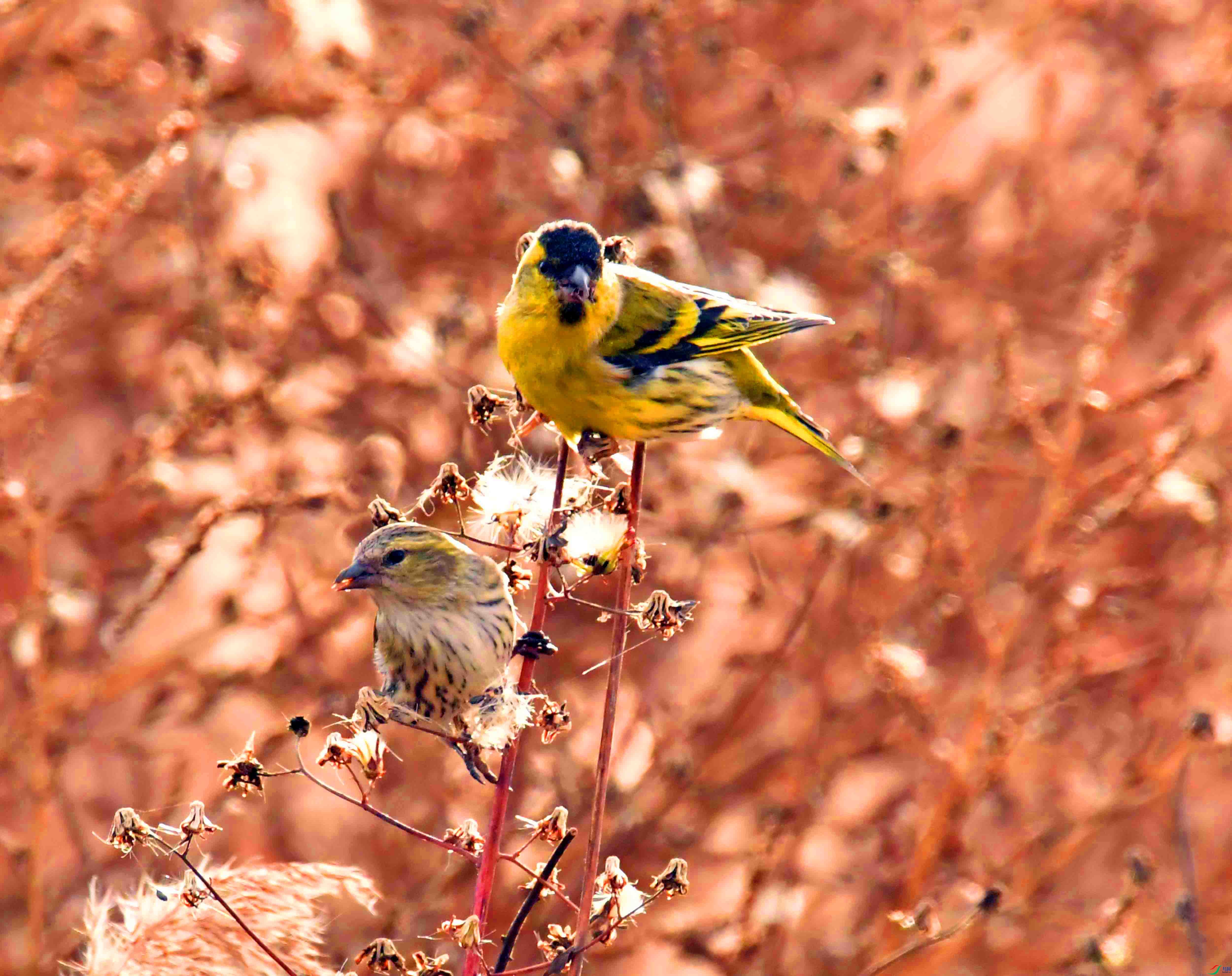 DSC_7351.JPG