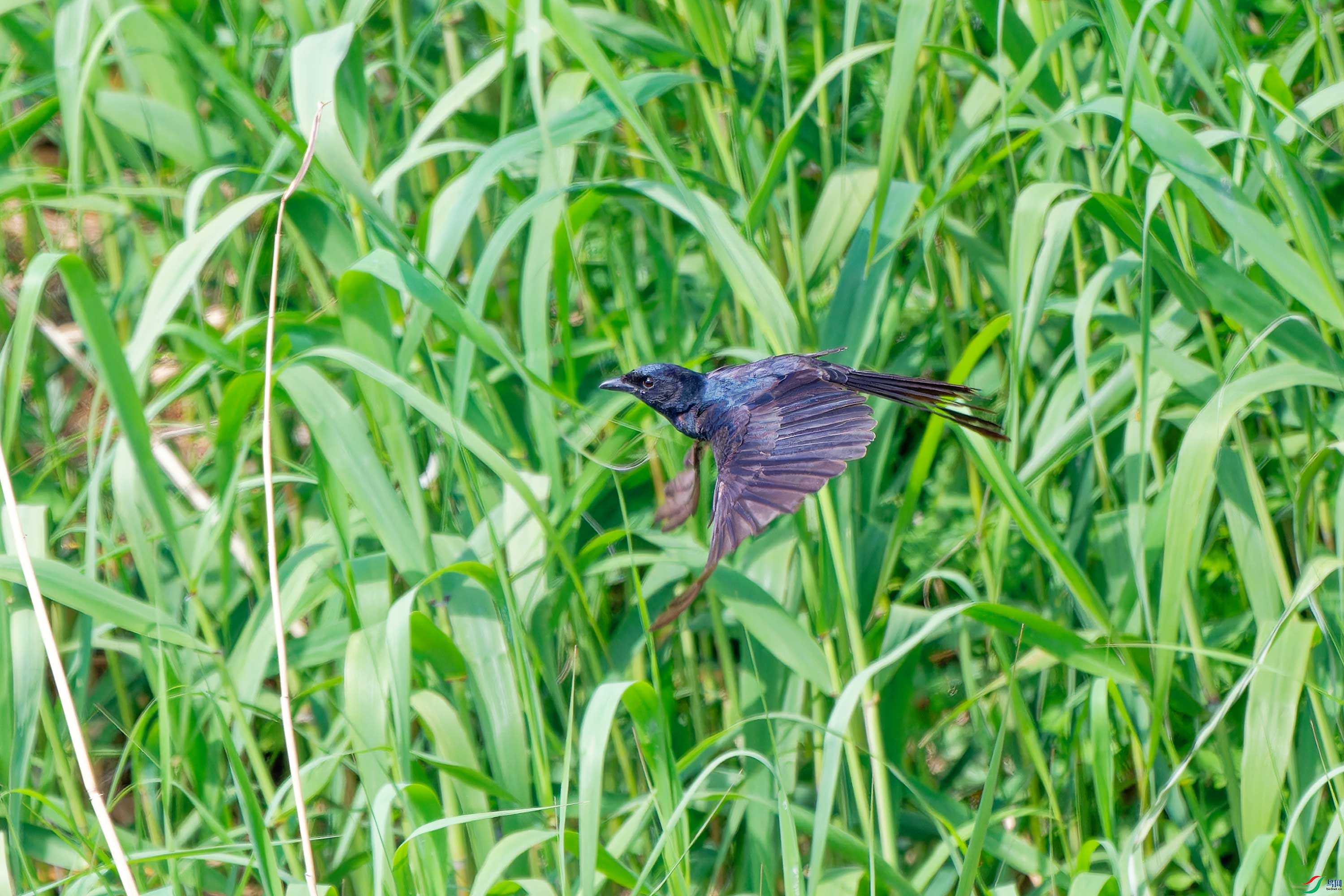 DSC_8888.jpg