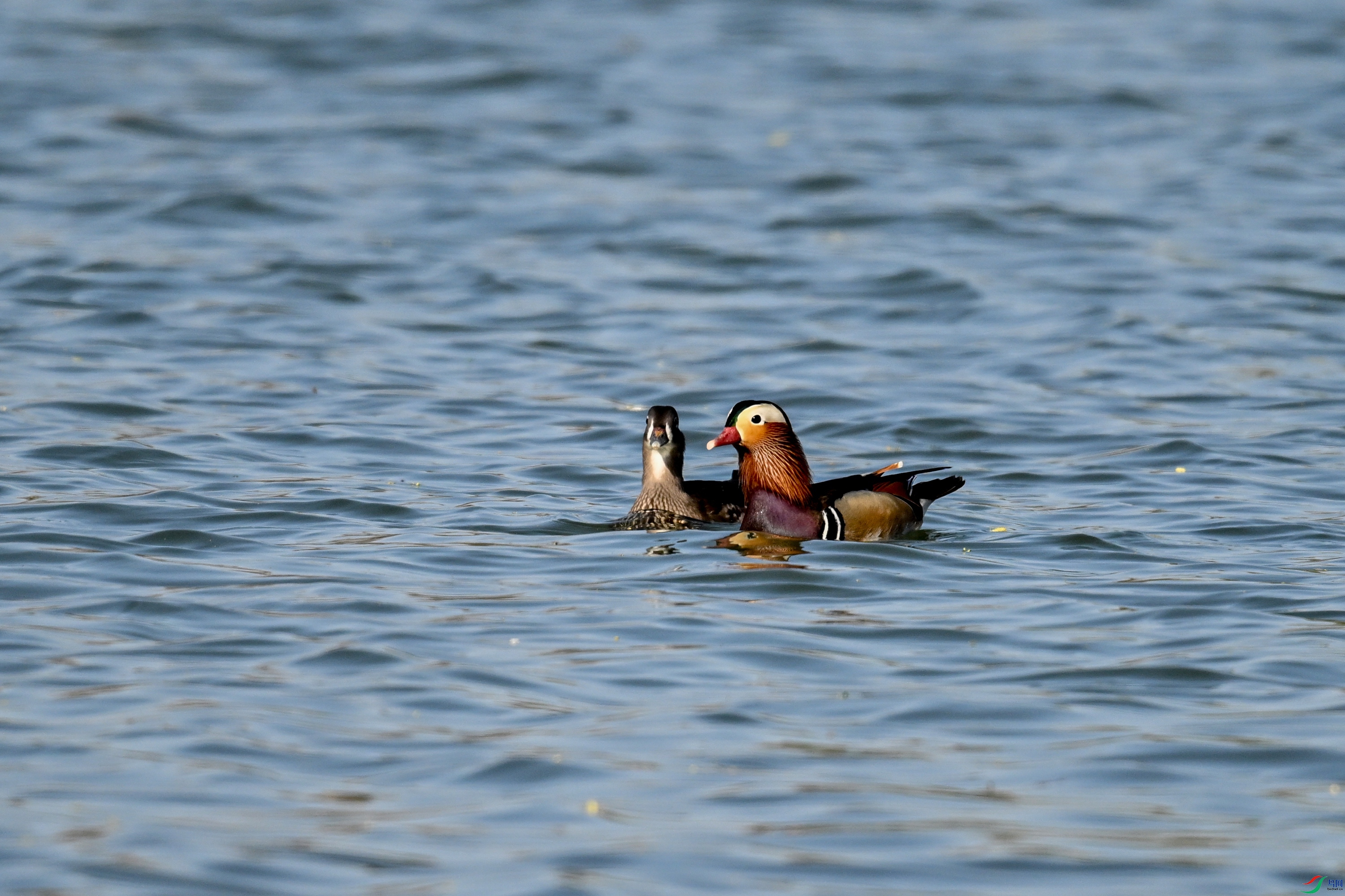 DSC_3138.JPG