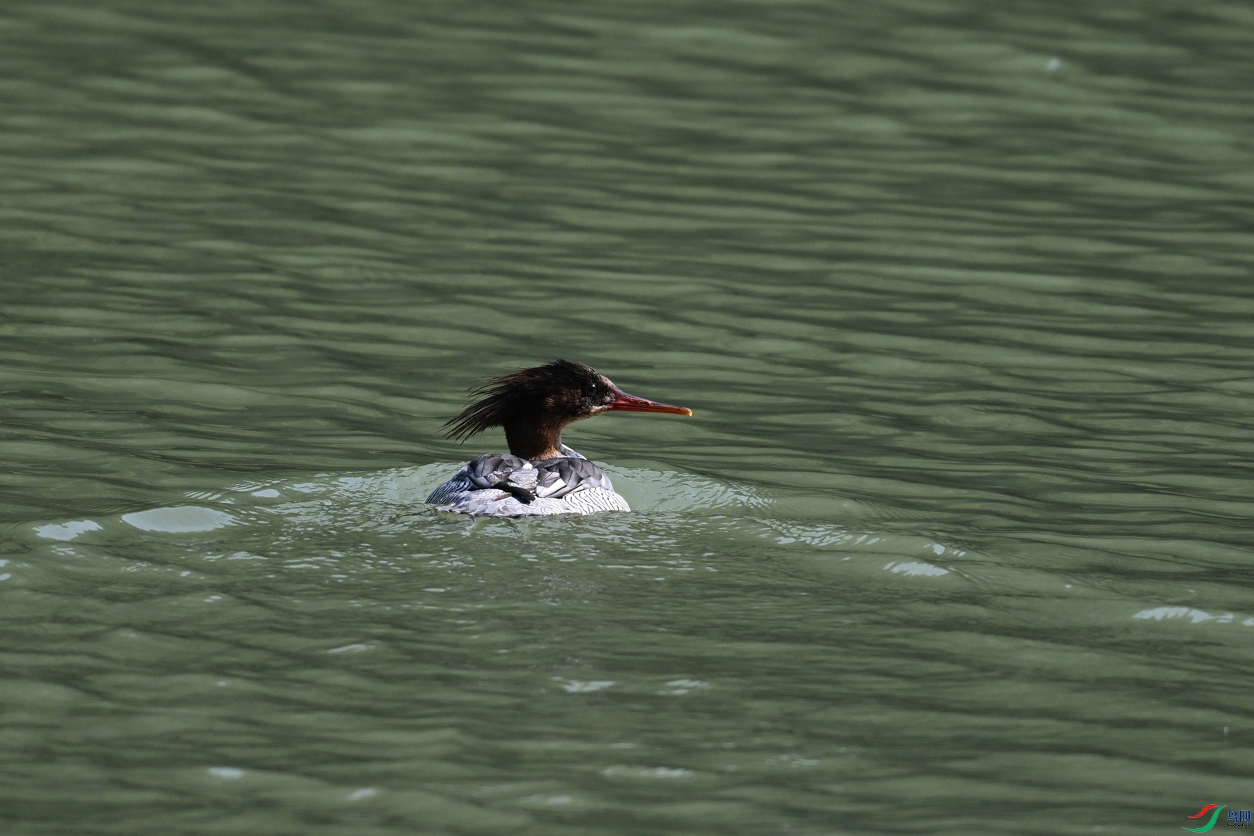 DSC_7437.JPG