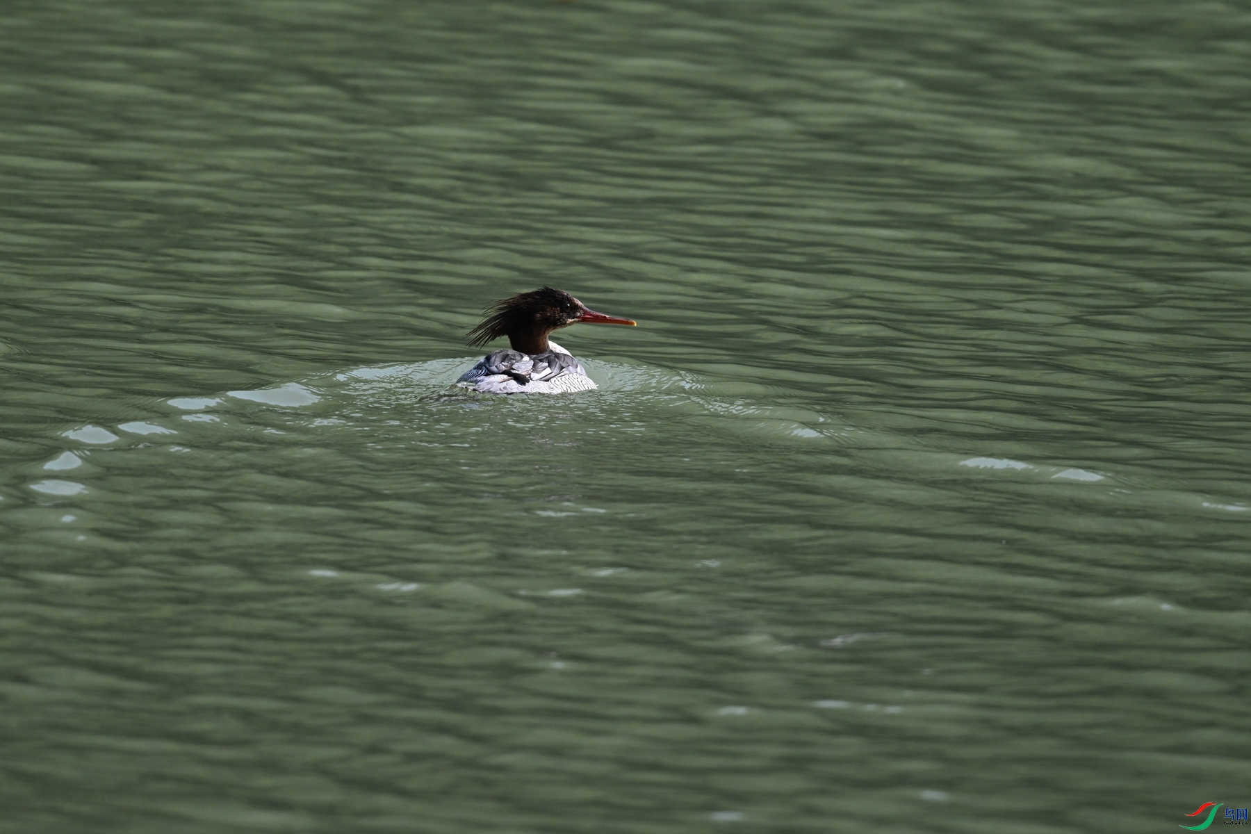 DSC_7438.JPG