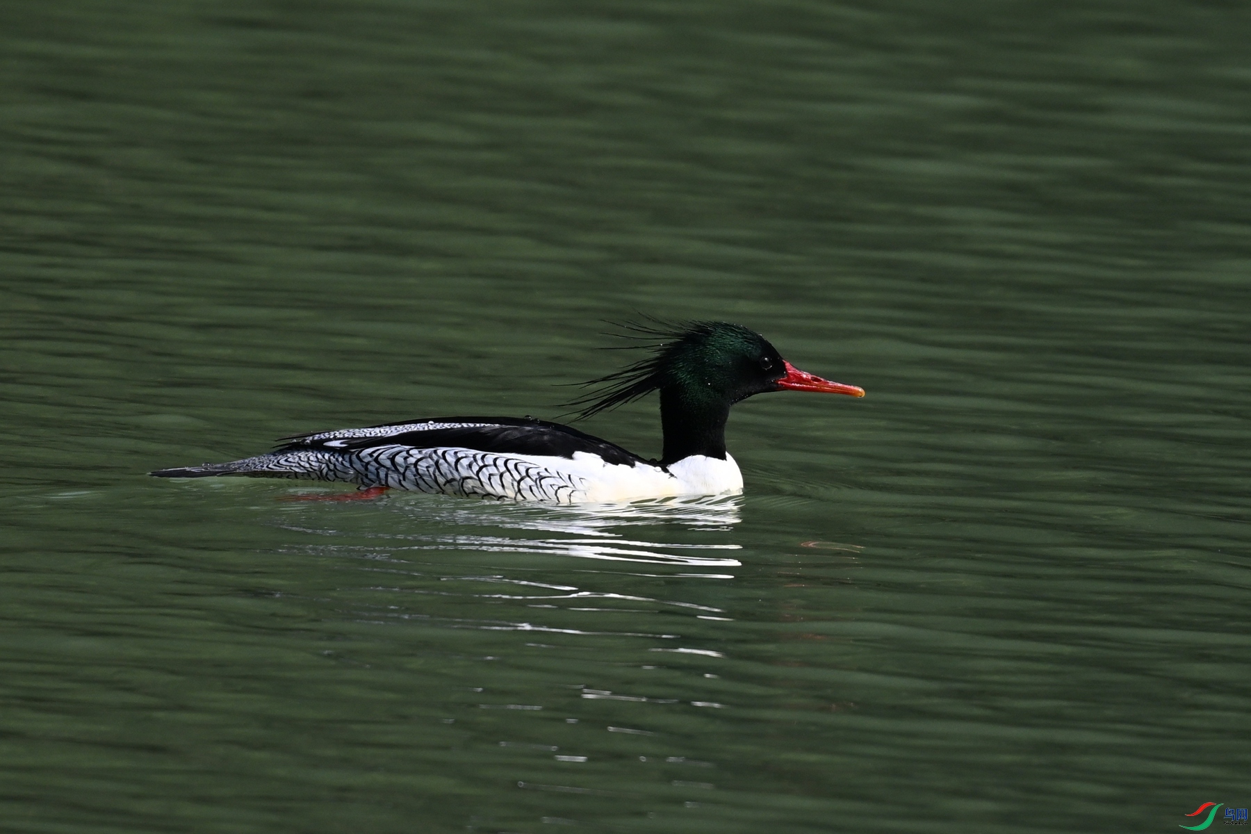 DSC_7430.JPG
