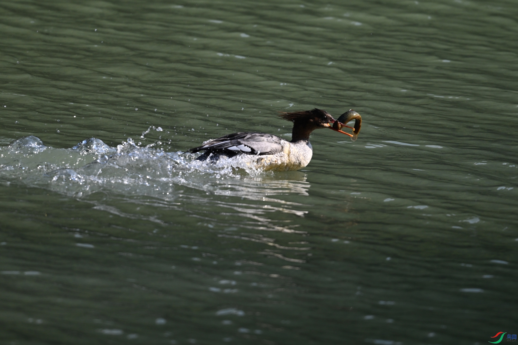 DSC_7461.JPG