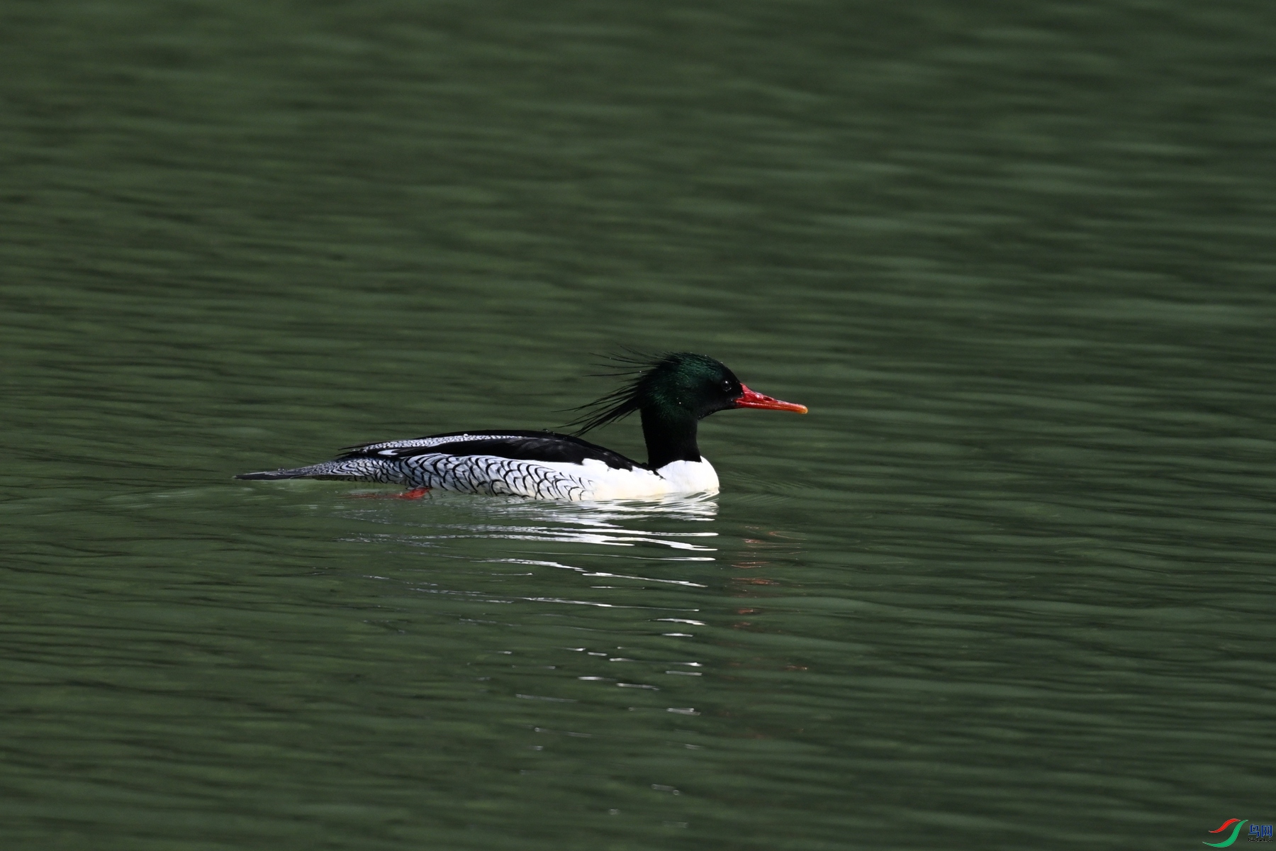 DSC_7431.JPG