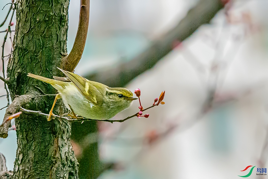 DSC_0549A.jpg