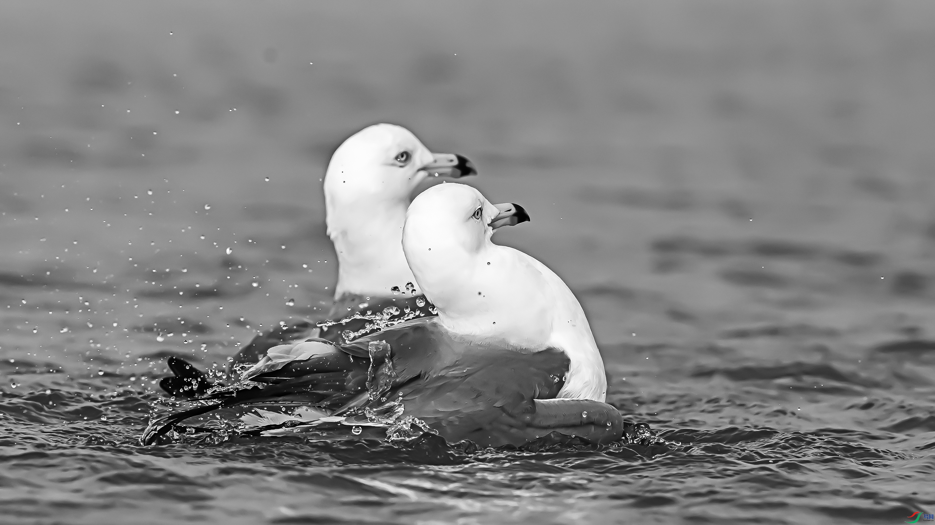 11-1898 ����.jpg