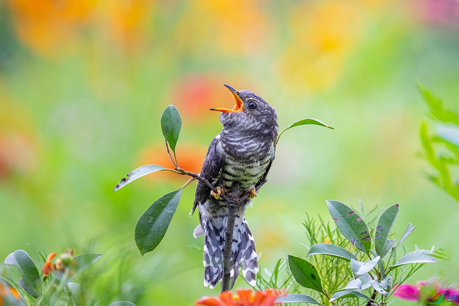 DSC_7931.jpg