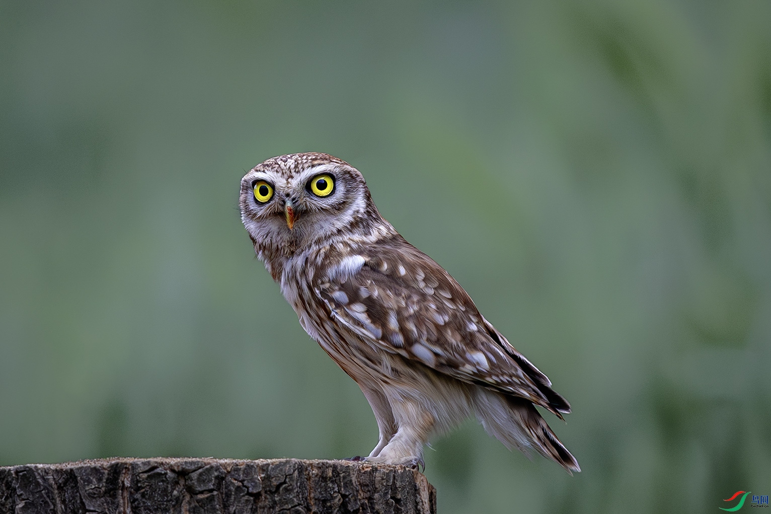 _31A2386-����ǿ-NR ���� 2.jpg