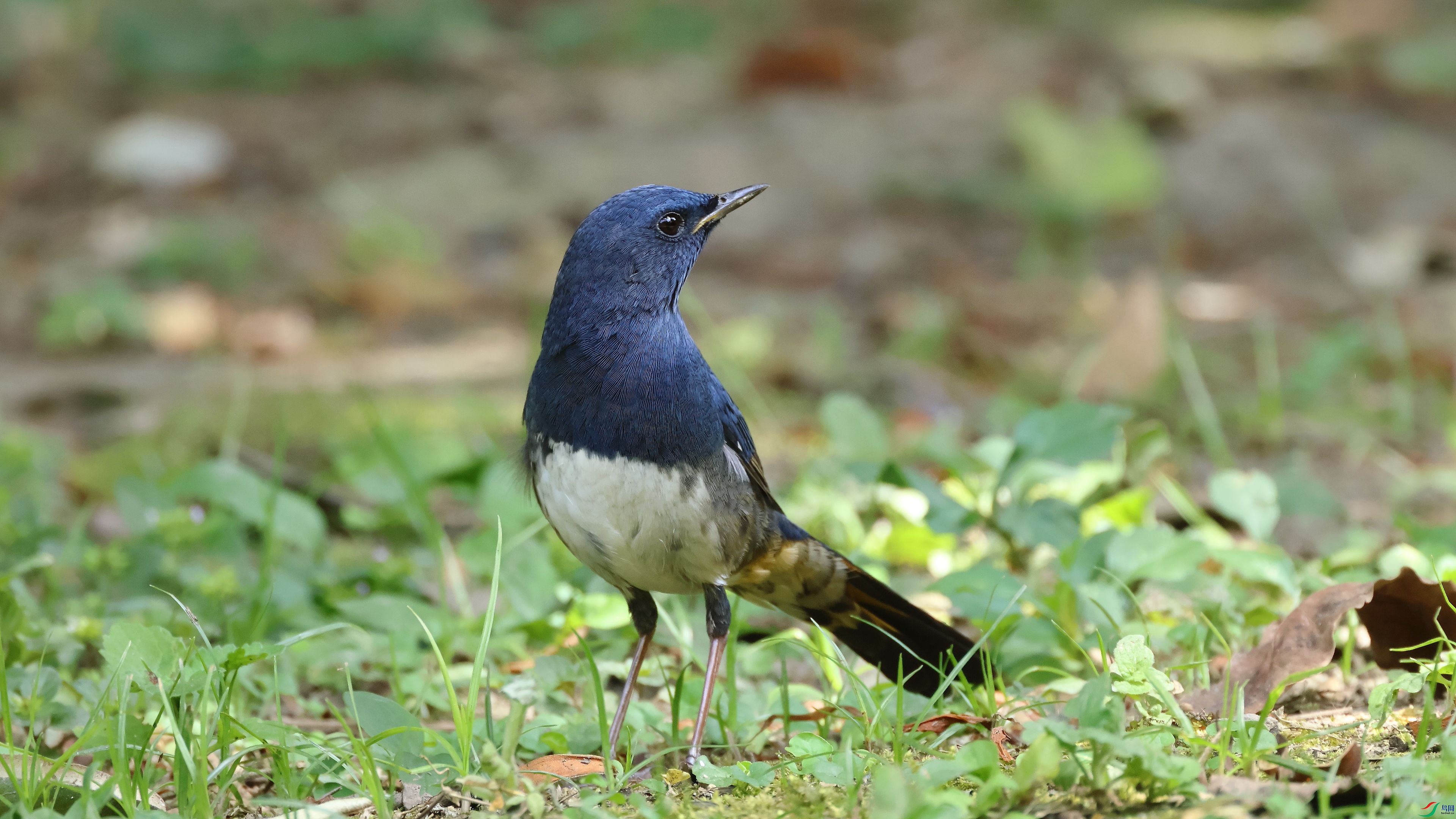 IMG_6852.JPG