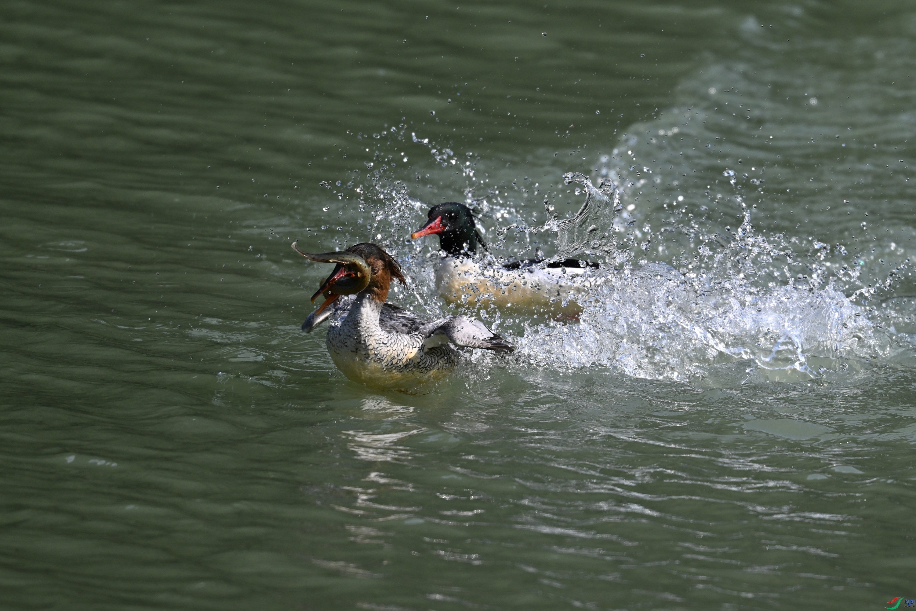 DSC_7450.JPG